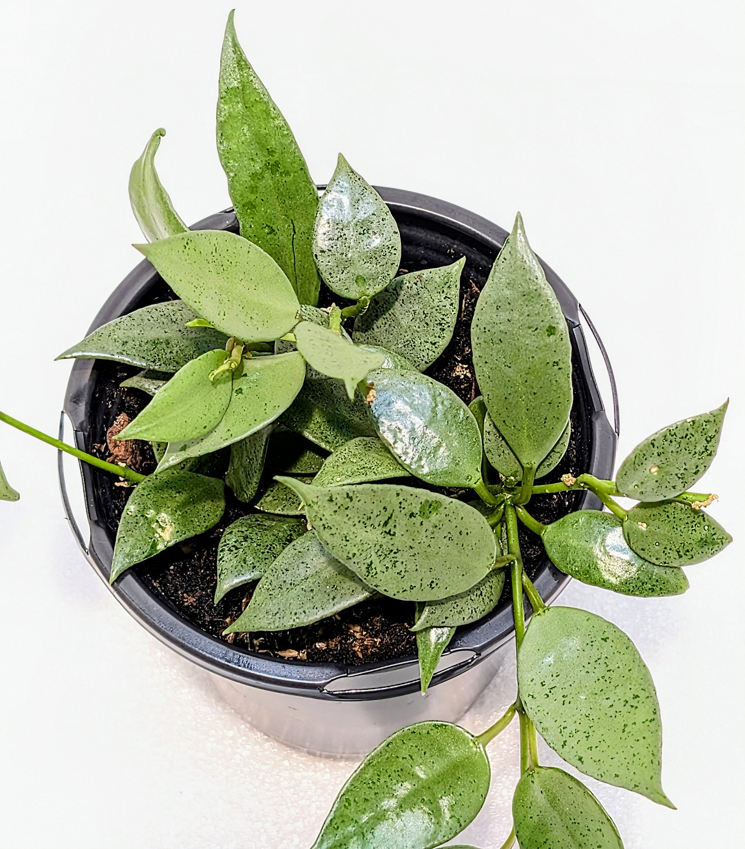 Hoya lacunosa Silver Mint Coin is a silvery, trailing delight! This is a wild collected clone with smaller leaves than most lacunosa species.