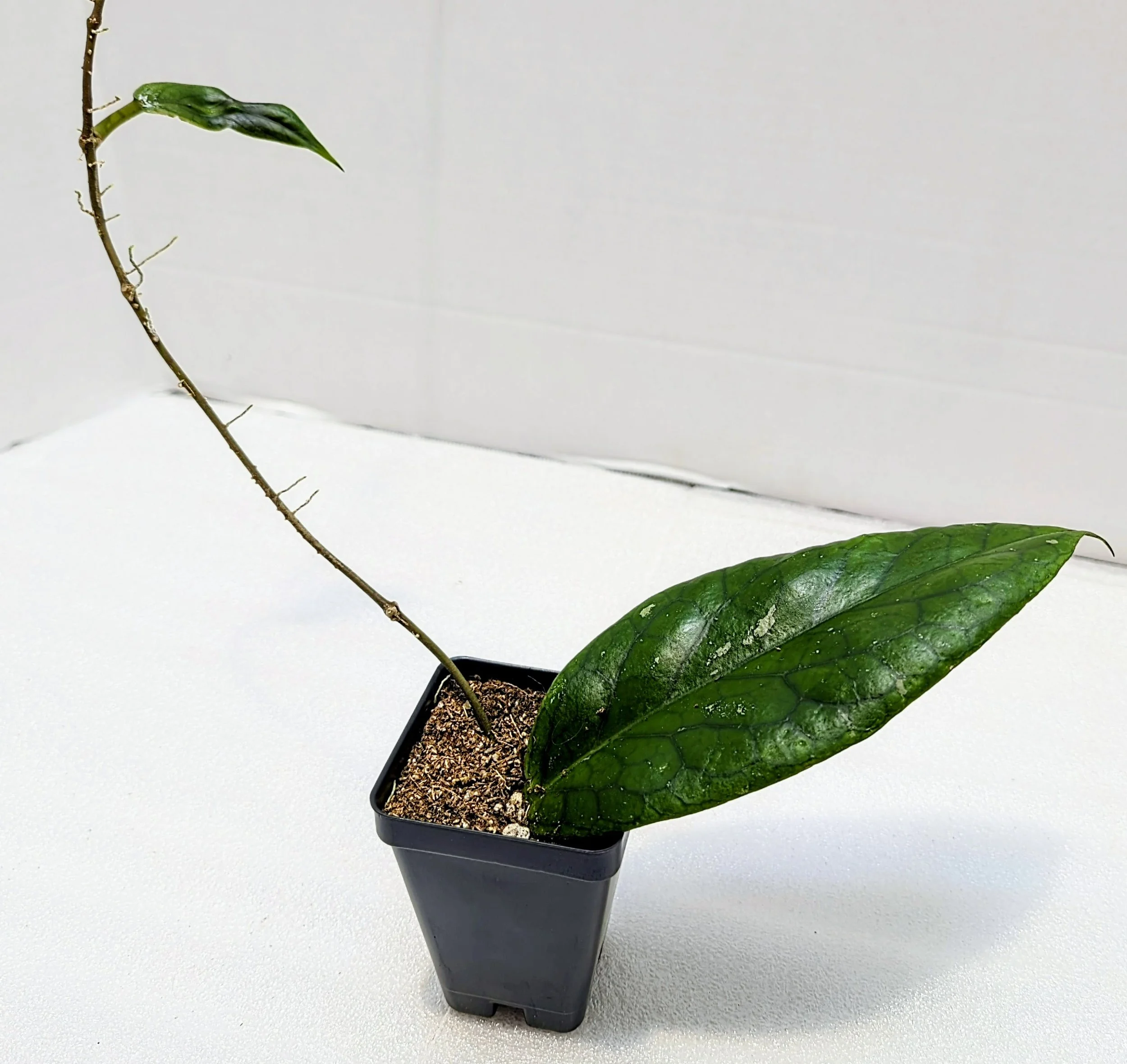 Hoya vitellinoides, a stunning species known for its velvety foliage, vibrant veining, and vigorous climbing habit.