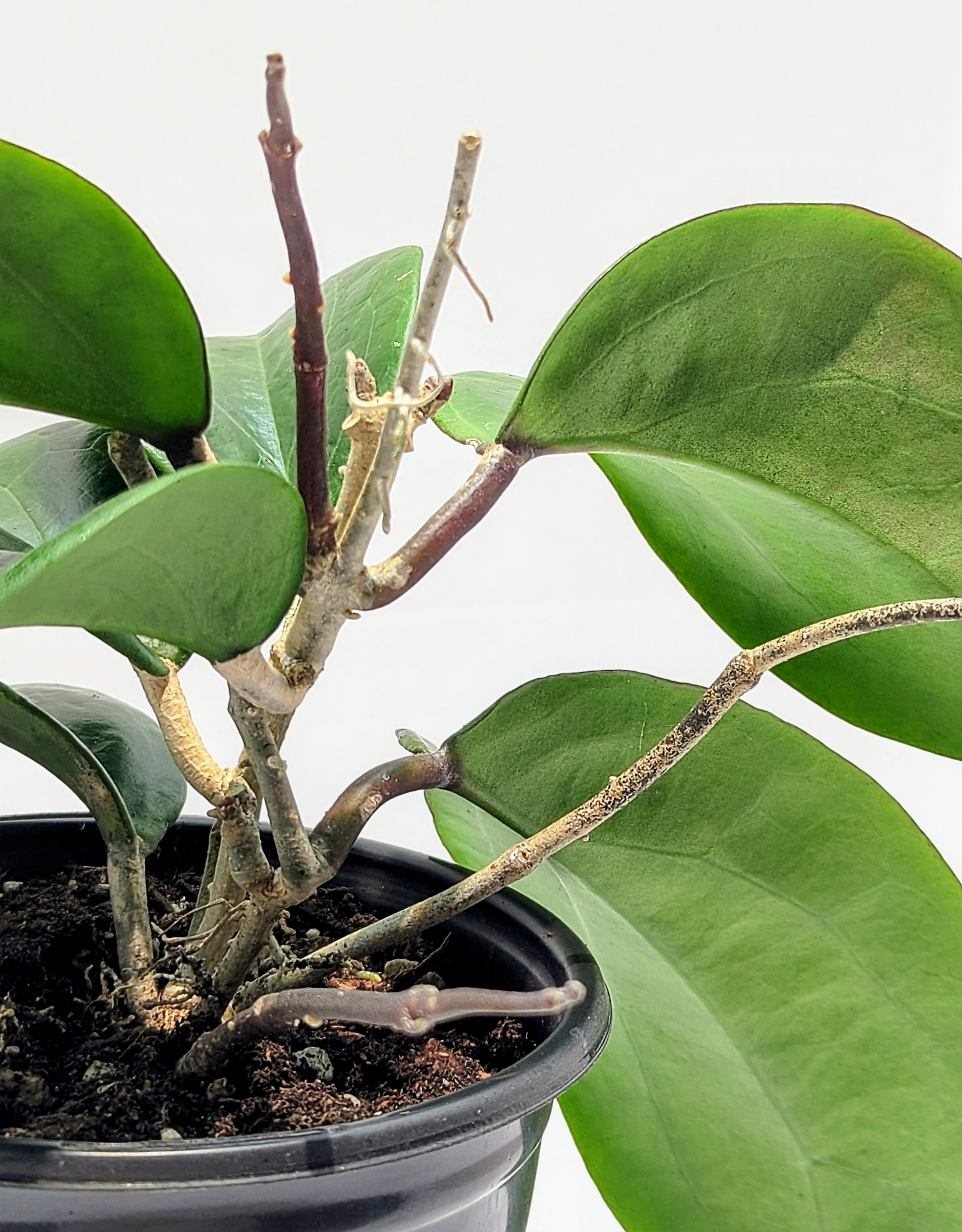 Hoya surigaoensis has thick, heart-shaped leaves that will sun stress. Yellow flowers with a white center.