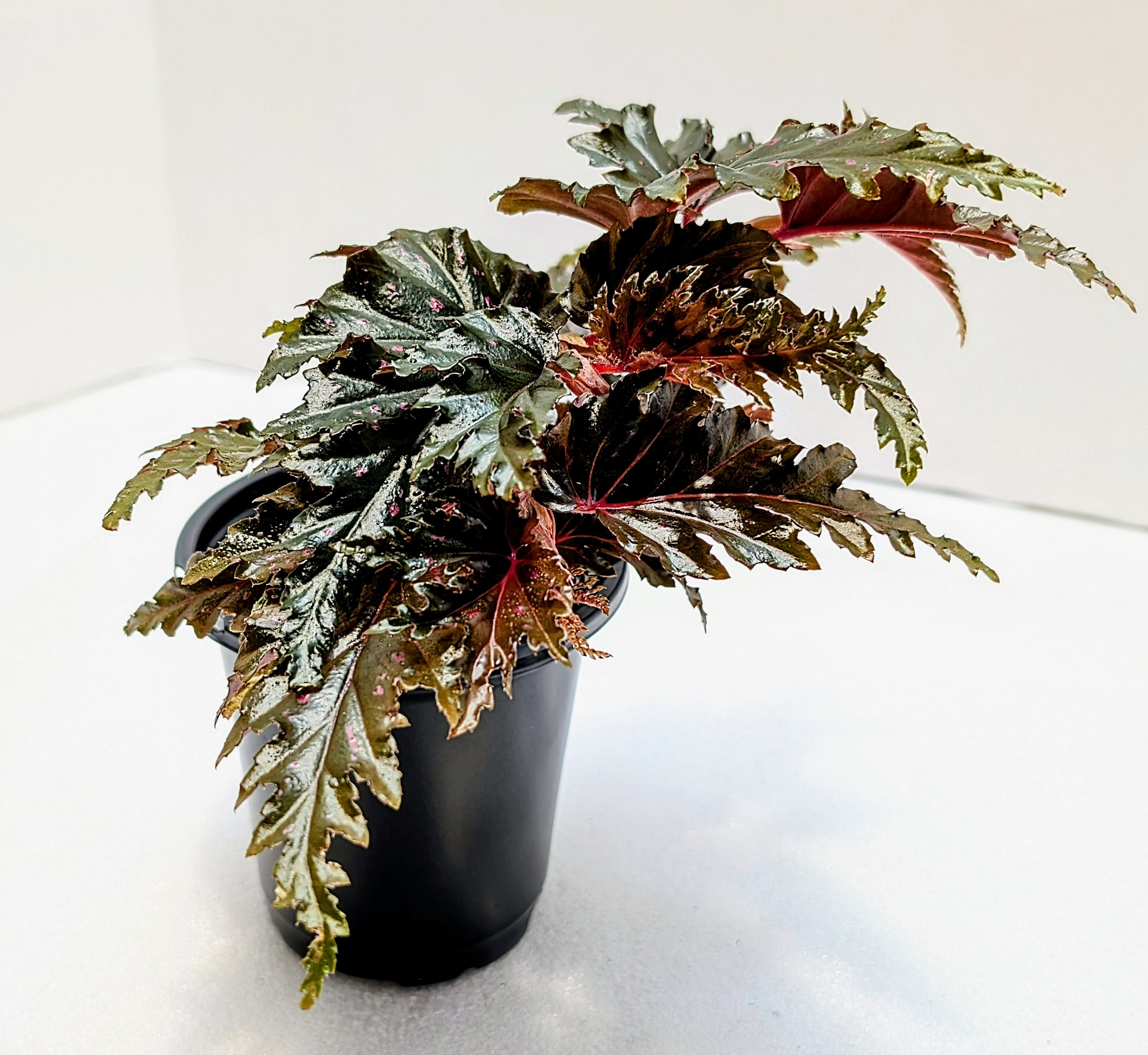Begonia Jocko Boy is a 2017 Walter Dworkin hybrid. The leaves have pink and silver markings throughout the plant's life. Ruffled edges give this extra flair.