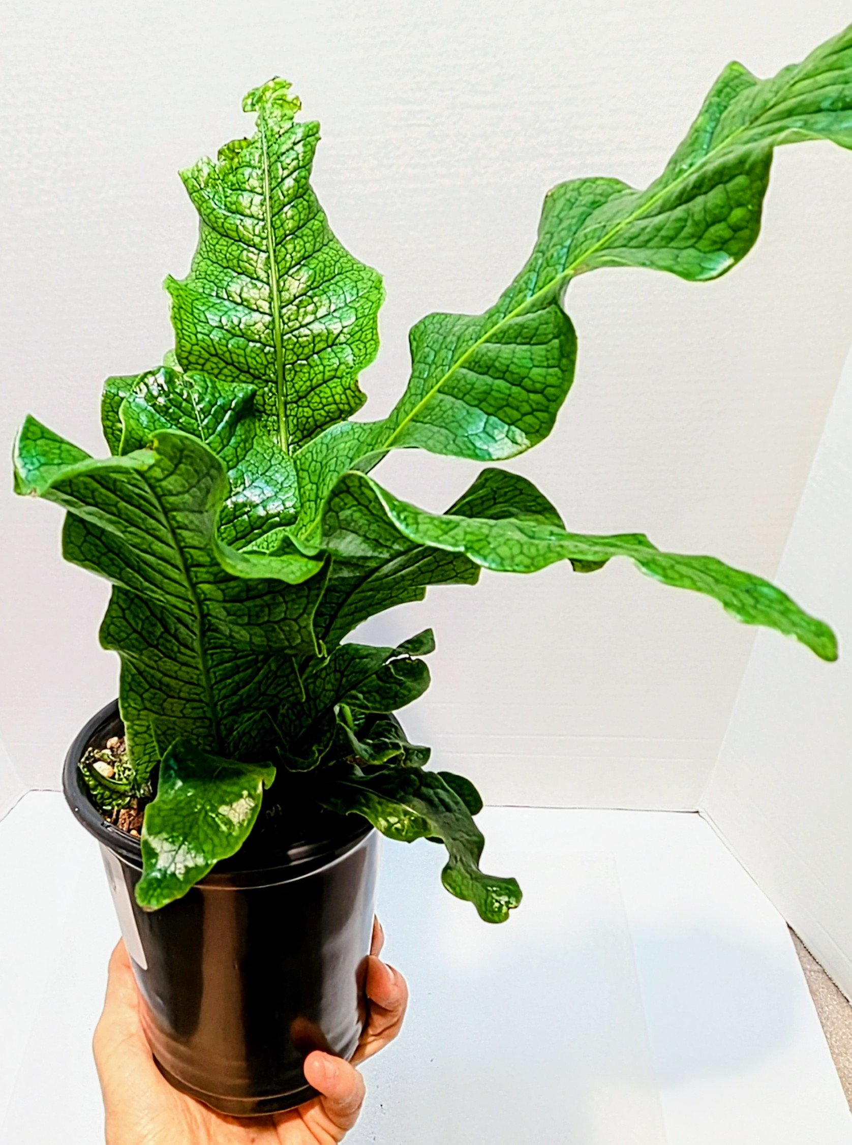 Microsorum musifolium Crocodyllus Crocodile Fern is a tropical fern. Gorgeous, glossy fronds are upright with the texture of crocodile skin.