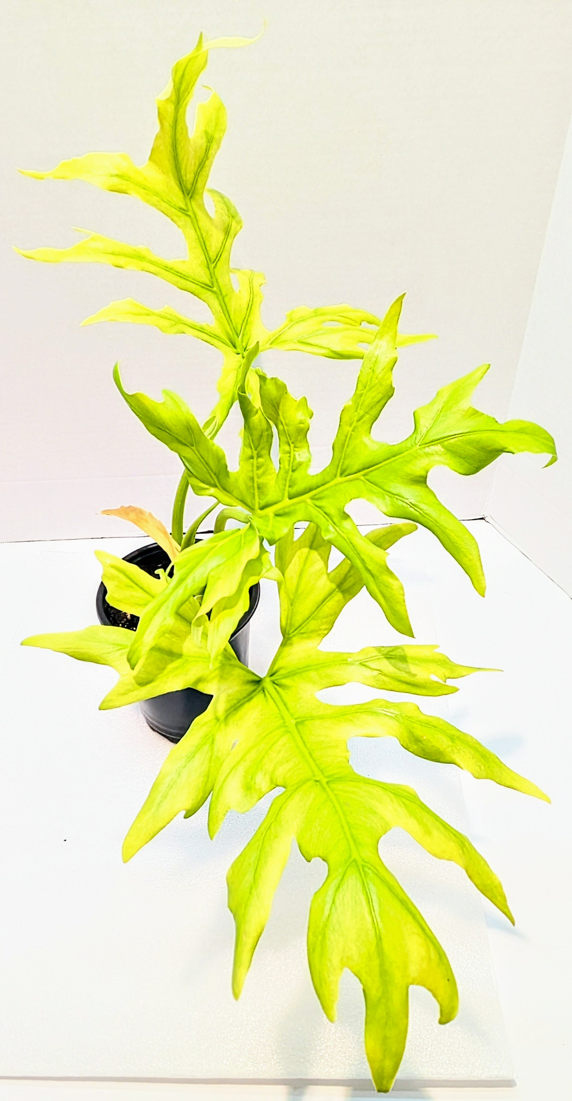 Philodendron warszewiczii 'Aurea Flavum' is an impressive climber. Native to Central America, this plant has neon yellow/green leaves that form beautiful star-shapes.