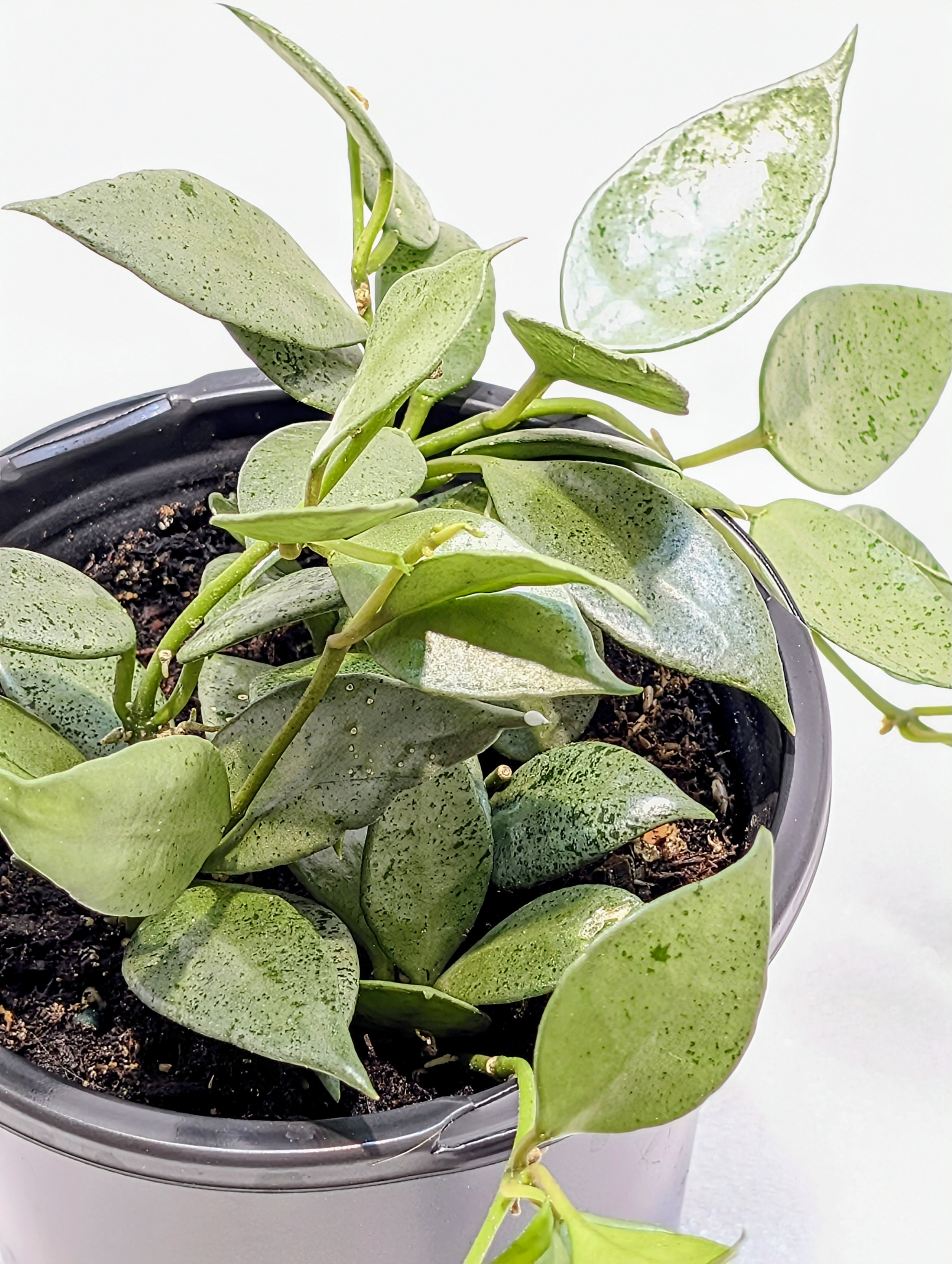 Hoya lacunosa Silver Mint Coin is a silvery, trailing delight! This is a wild collected clone with smaller leaves than most lacunosa species.