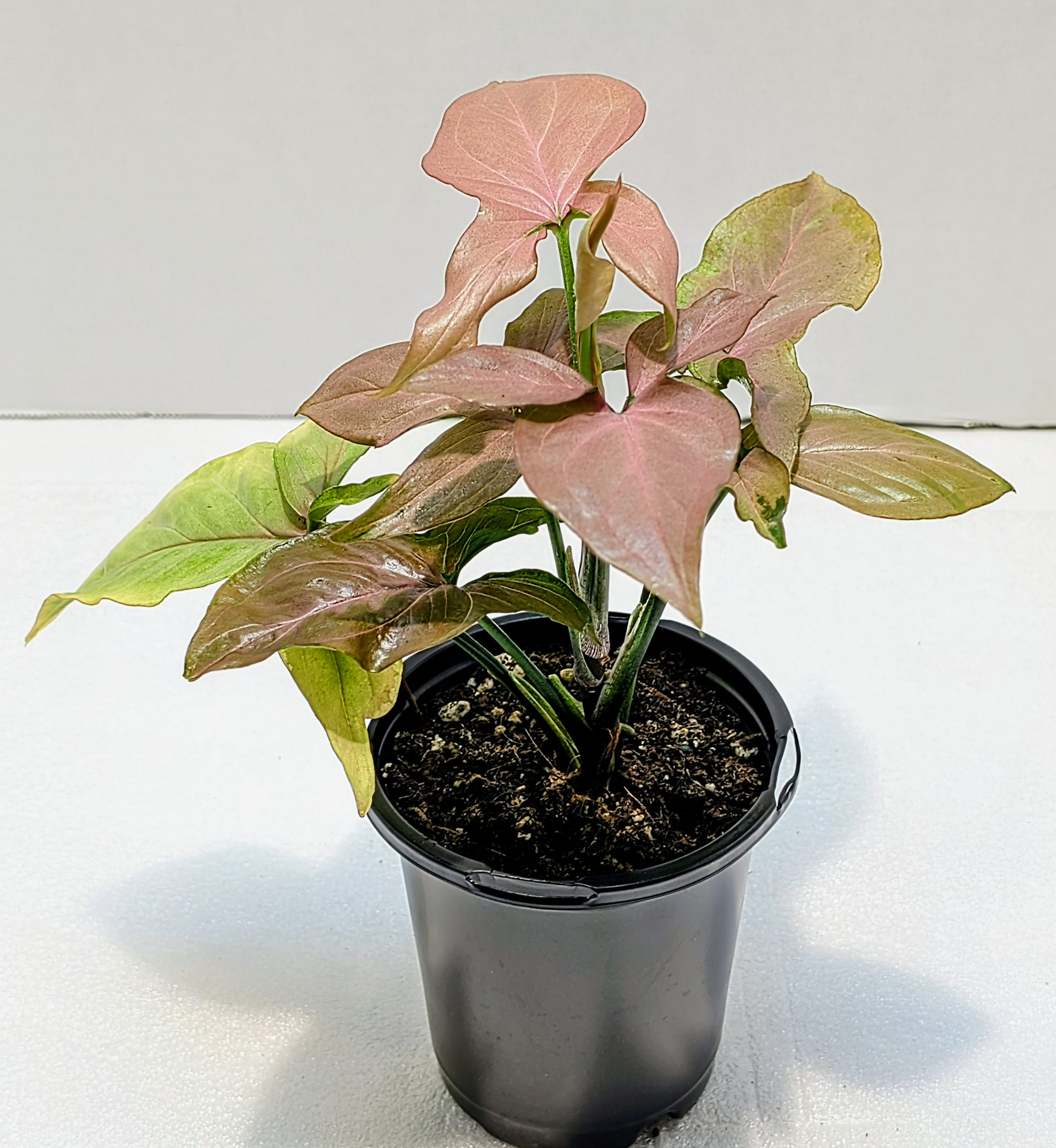 Syngonium podophyllum Pink Splash Variegated Arrowhead Vine has sharp, arrowhead leaves. The variegation is stunning, featuring pink and green streaks on each leaf.