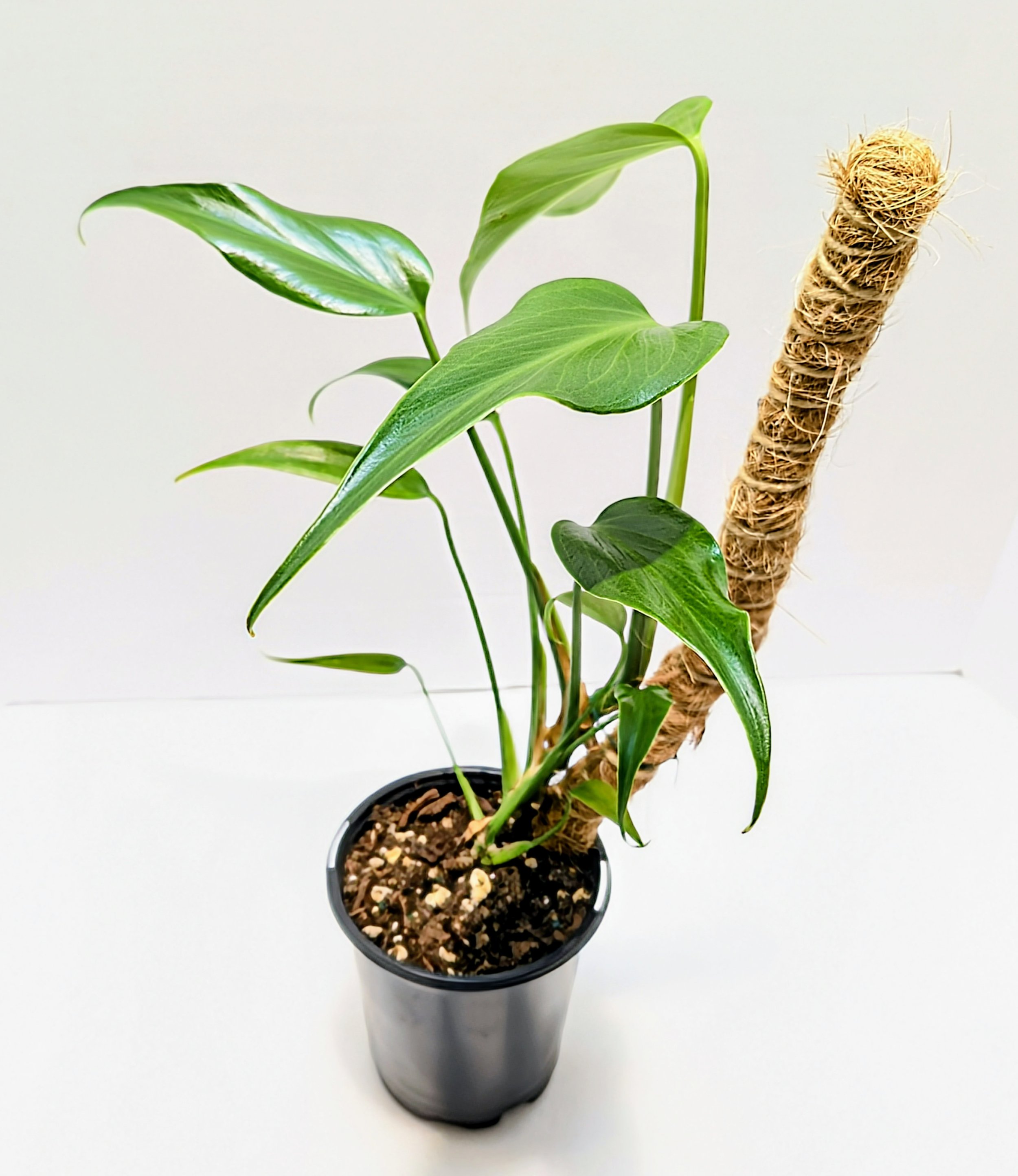 The Monstera 'Burle Marx Flame' is native to Central and South America. The juvenile leaves resemble a flaming torch. This species loves to climb!