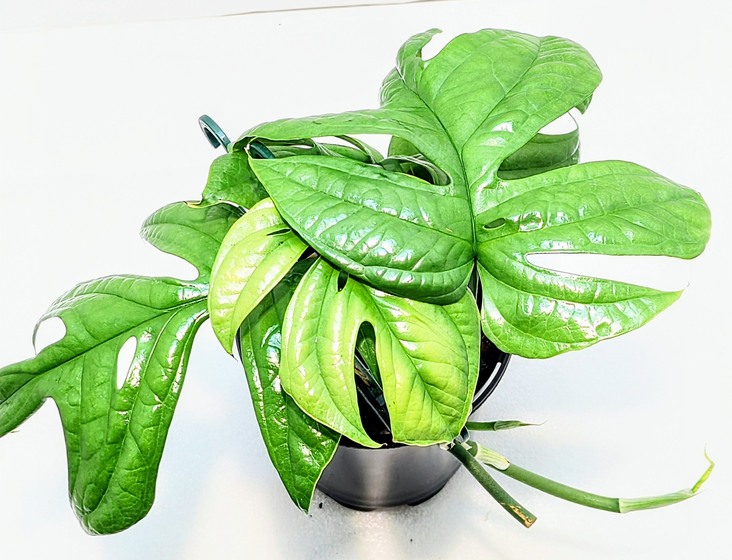Amydrium medium Silver is known as the Spiderman Monstera. Gorgeous, blue foliage climbs readily and is best trained on a moss pole