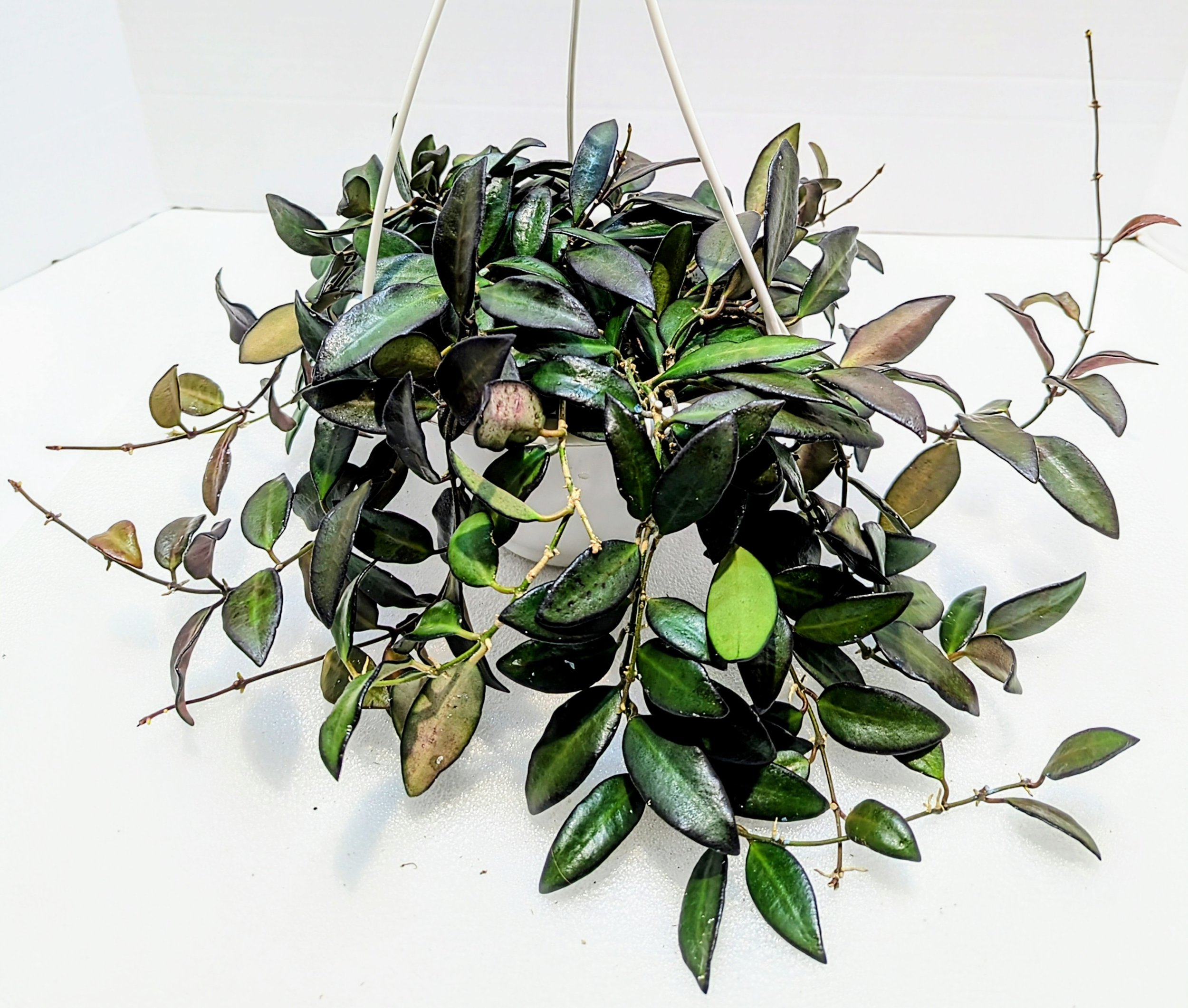 Hoya Rosita- Wax Plant has plump, succulent leaves with a dark, contrasting border. Produces red flower clusters with red tips.