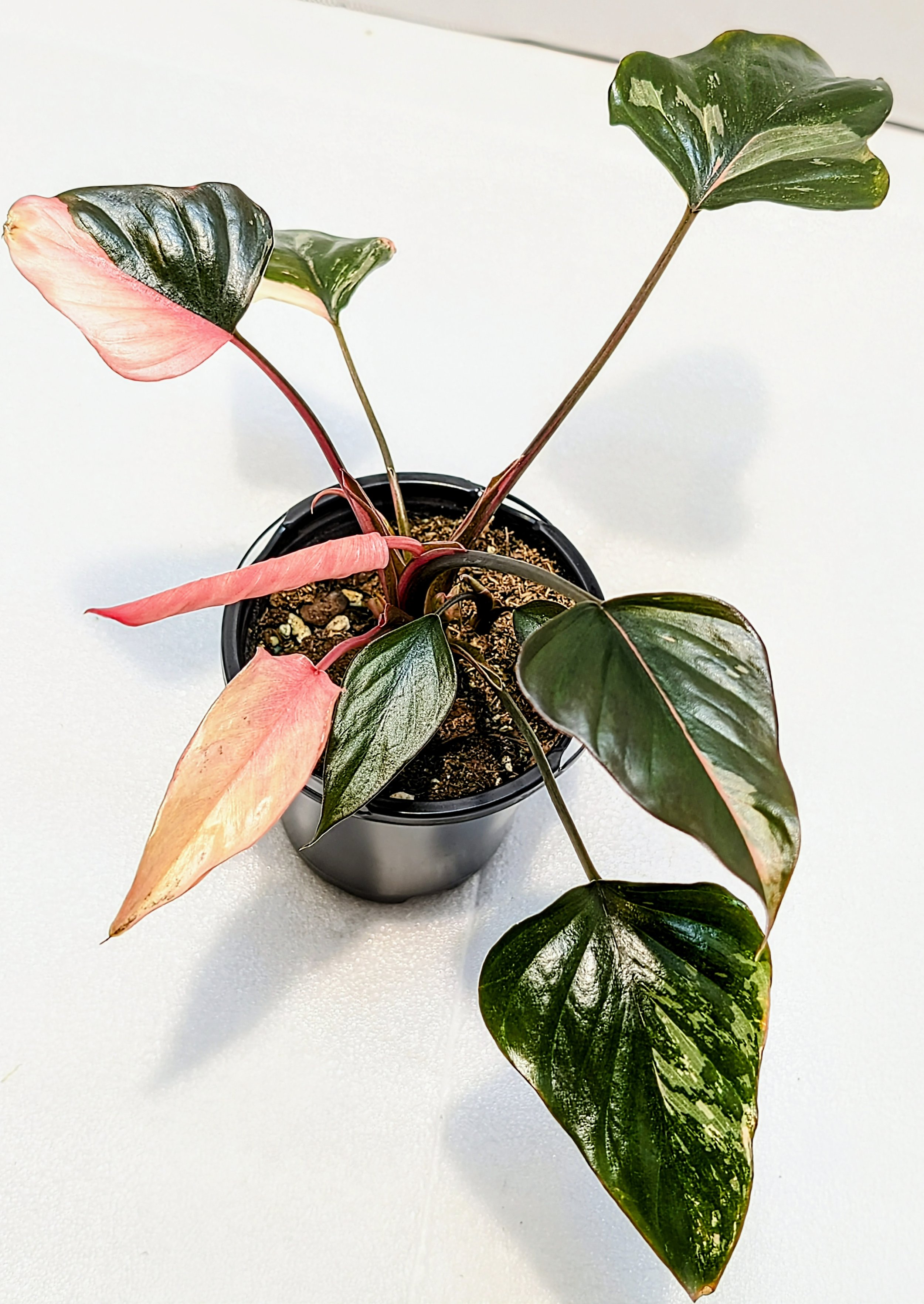Homalomena Pink Diamond is easy to care for, similar to an Alocasia—Grown for its attractive leaves, unfurl in mesmerizing pink, green, and white patterns.