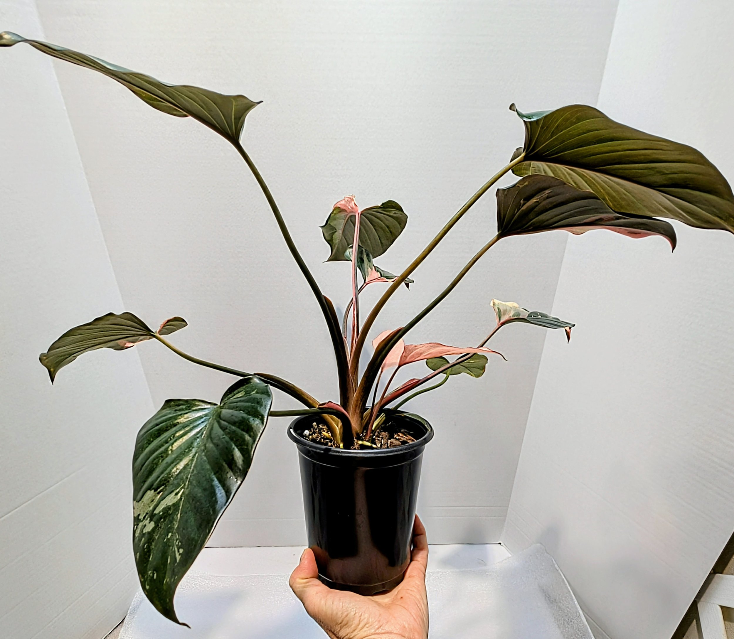 Homalomena Pink Diamond is easy to care for, similar to an Alocasia—Grown for its attractive leaves, unfurl in mesmerizing pink, green, and white patterns.