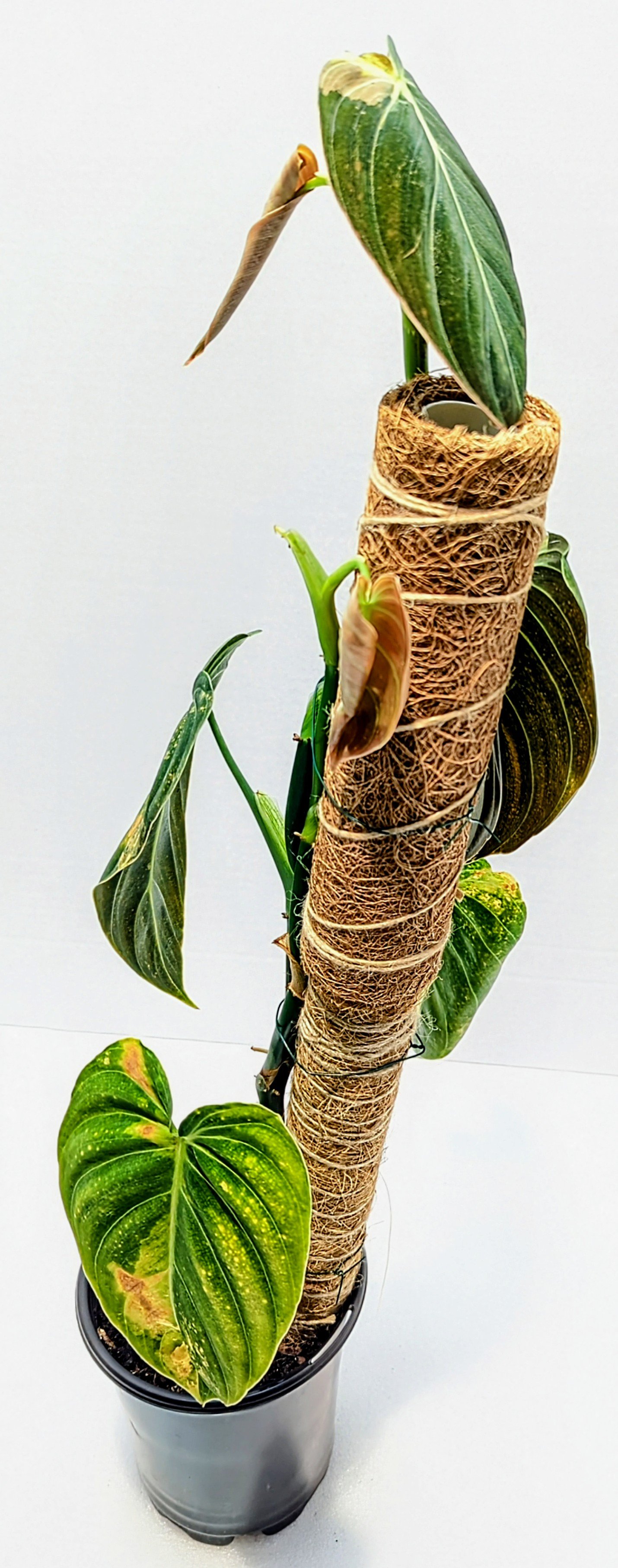 Philodendron melanochrysum Variegated is a stunning Philodendron that grows heart-shaped, cascading leaves unfurl with splashes, and streaks of orange, yellow, or light green.