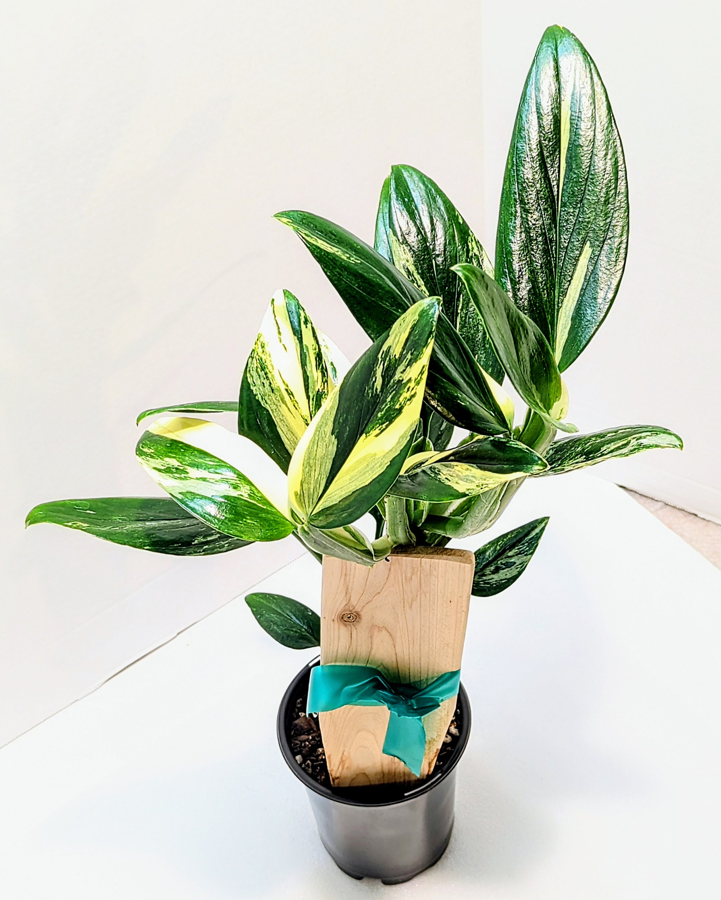 Monstera standleyana Aurea Variegata leaves are small, only reaching about 6 inches with a different pattern and new shades of yellow and gold.