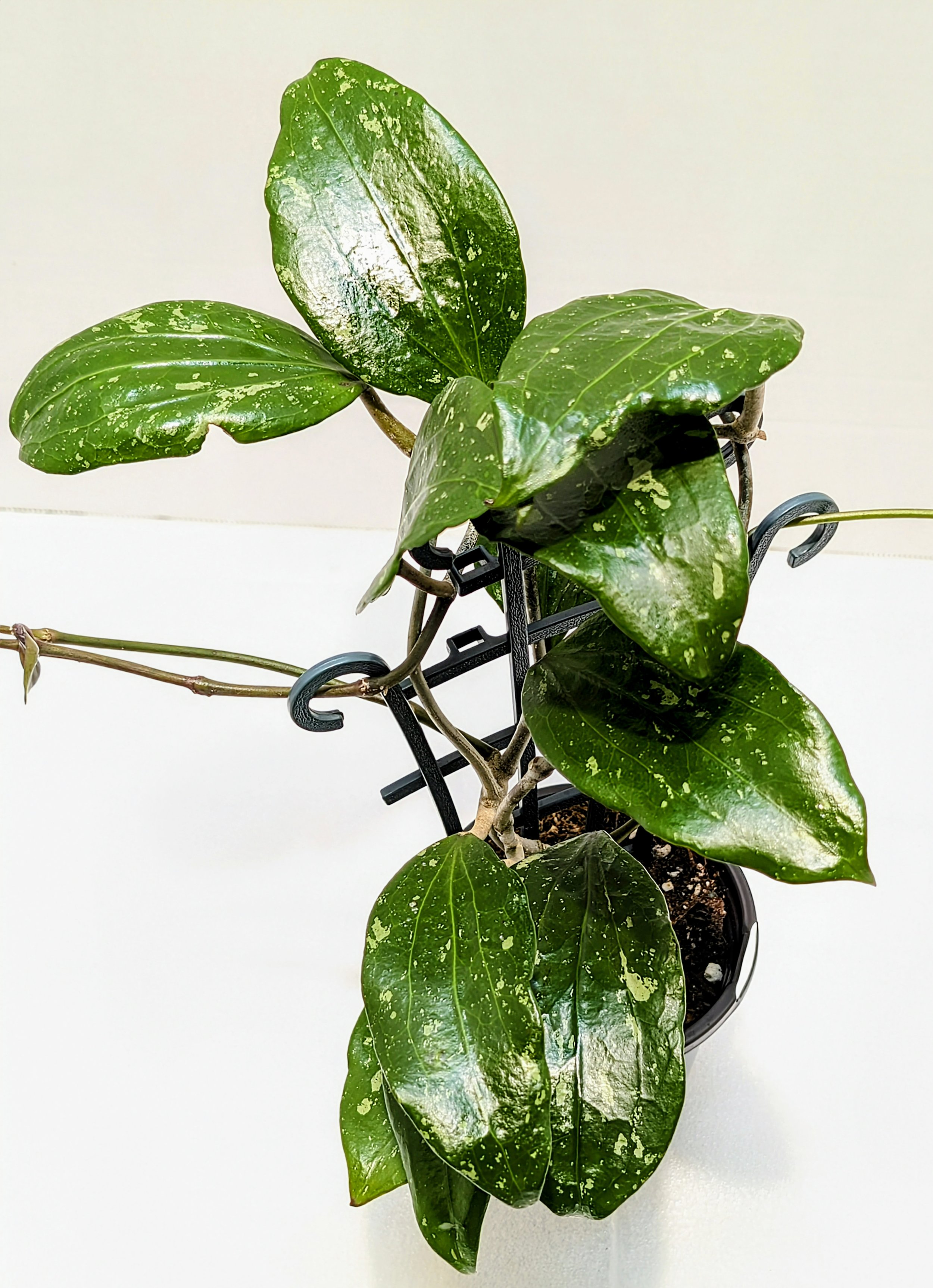 Hoya rigida (rigidifolia) leaves are stiff with prominent venation and heavily splashed. The flowers are white cream and appear briefly 24 hours.
