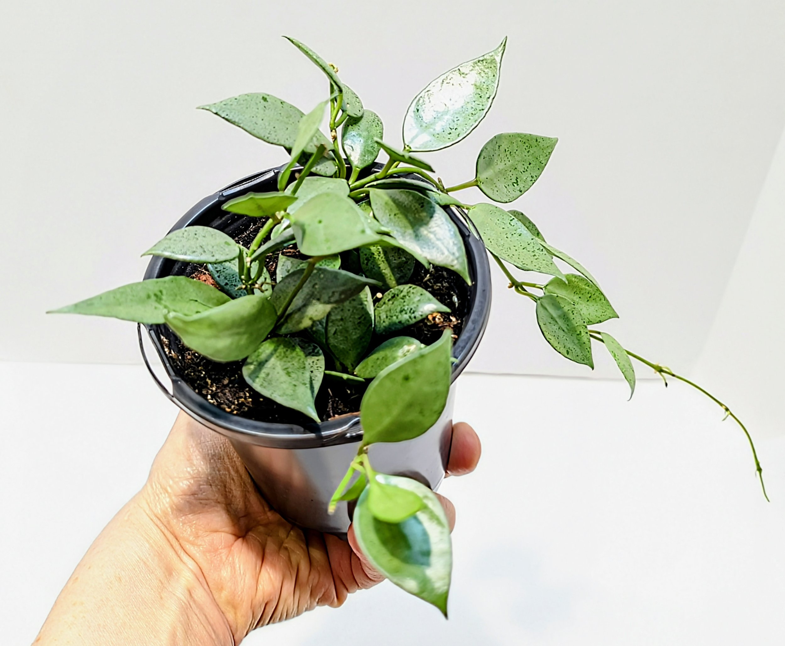 Hoya lacunosa Silver Mint Coin is a silvery, trailing delight! This is a wild collected clone with smaller leaves than most lacunosa species.