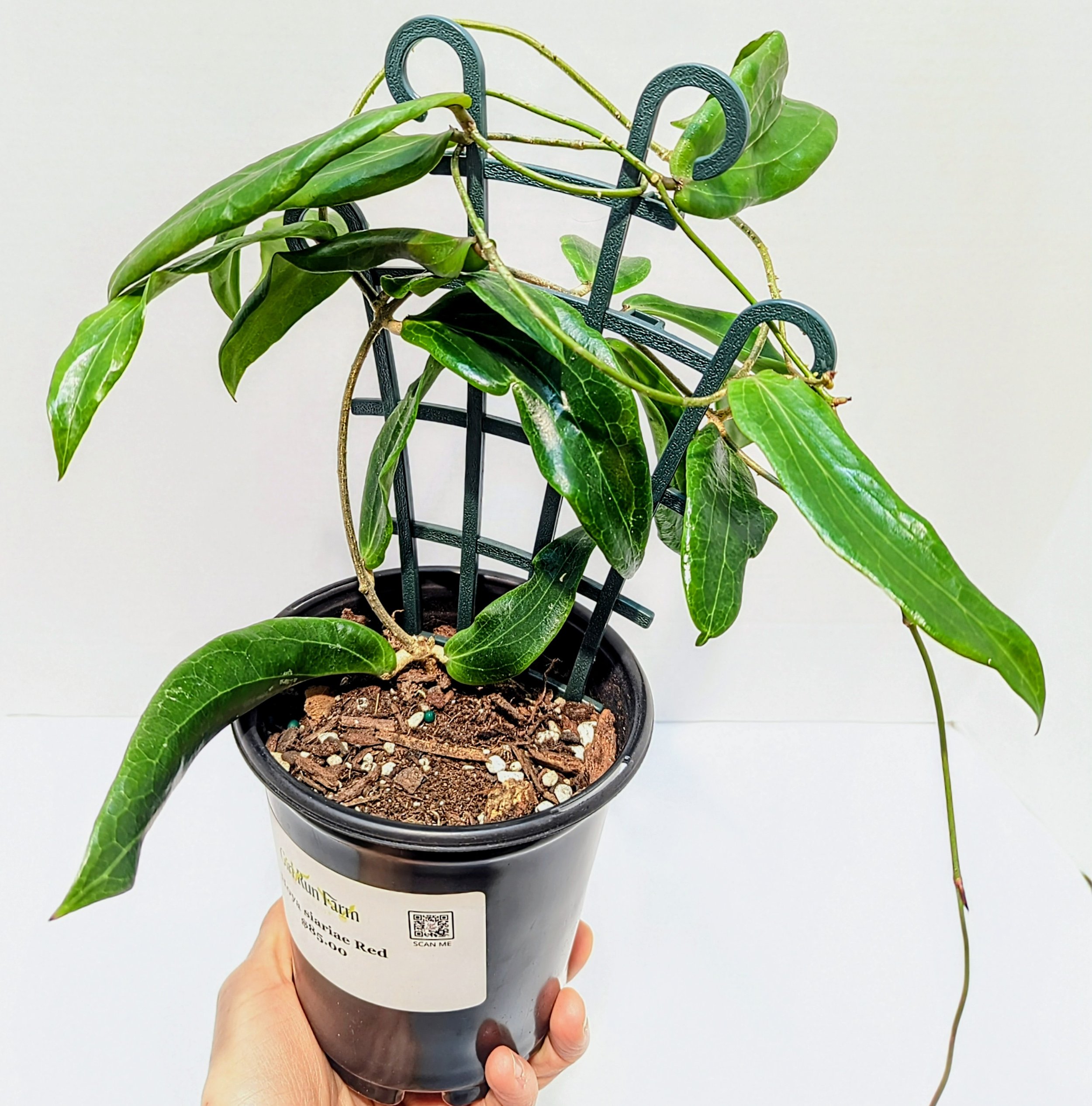 Hoya Siariae Red is a fast-growing variety, known for its stunning foliage transformations and frequent blooming.