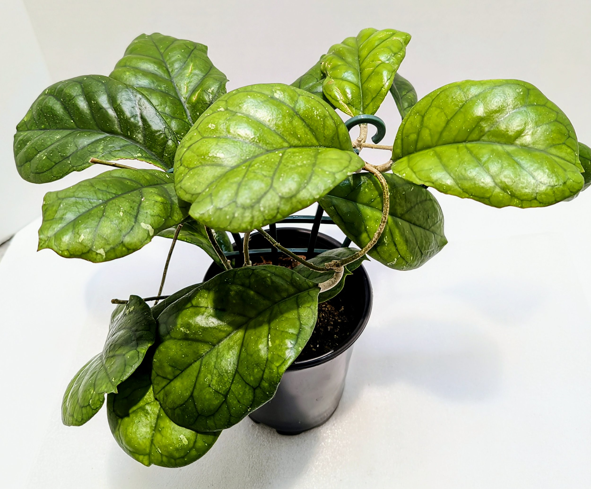 Hoya Viola is a cross between Hoya deykeae and Hoya vitellina. Named after it's Violet-shaped leaves. Beautiful creamy flowers have a citrusy ginger aroma to them.