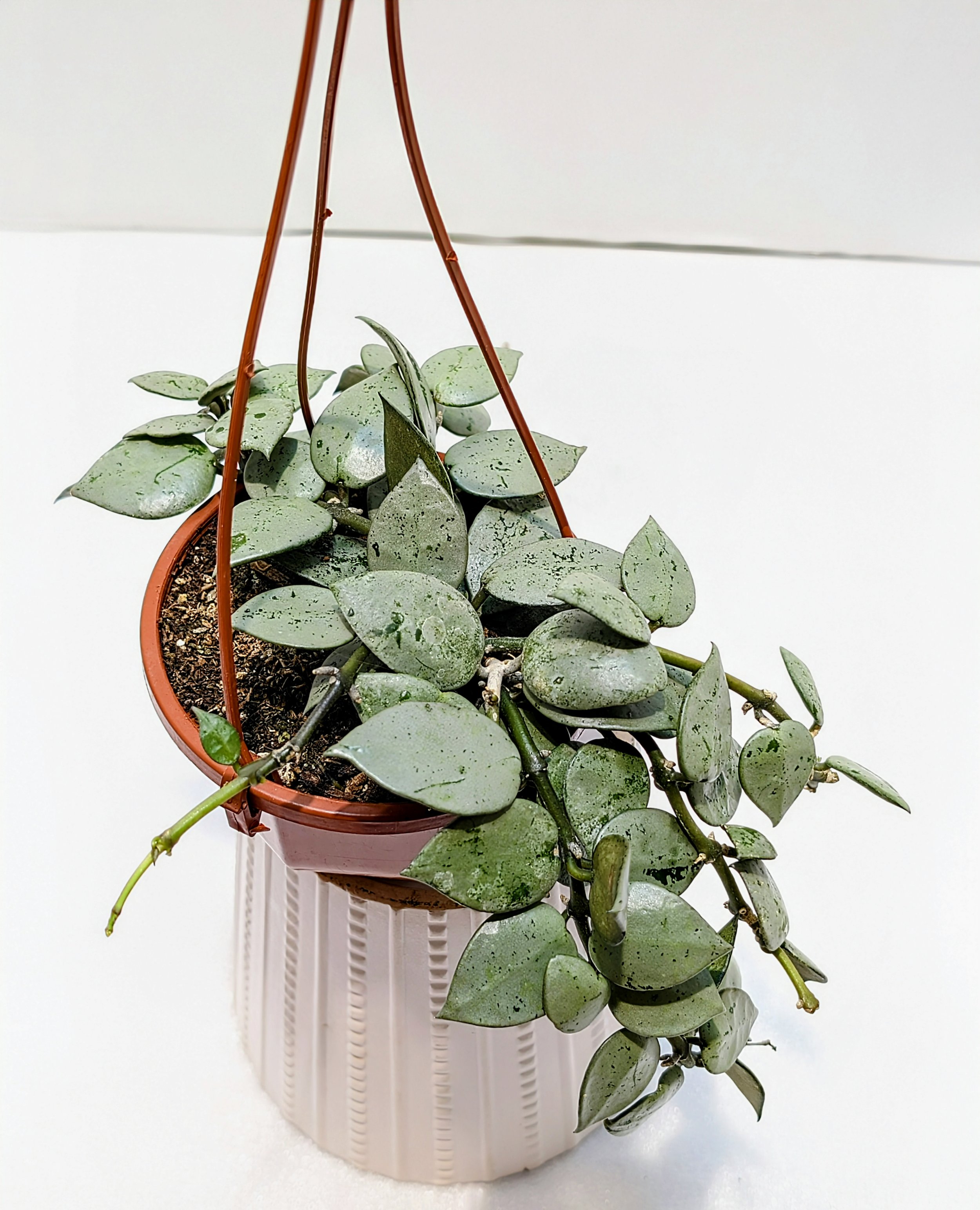 Hoya krohniana Super Silver has svelte, silver leaves that grow very slowly. Its white, dainty flowers hang in clusters and smell slightly sweet, creating a stunning contrast.