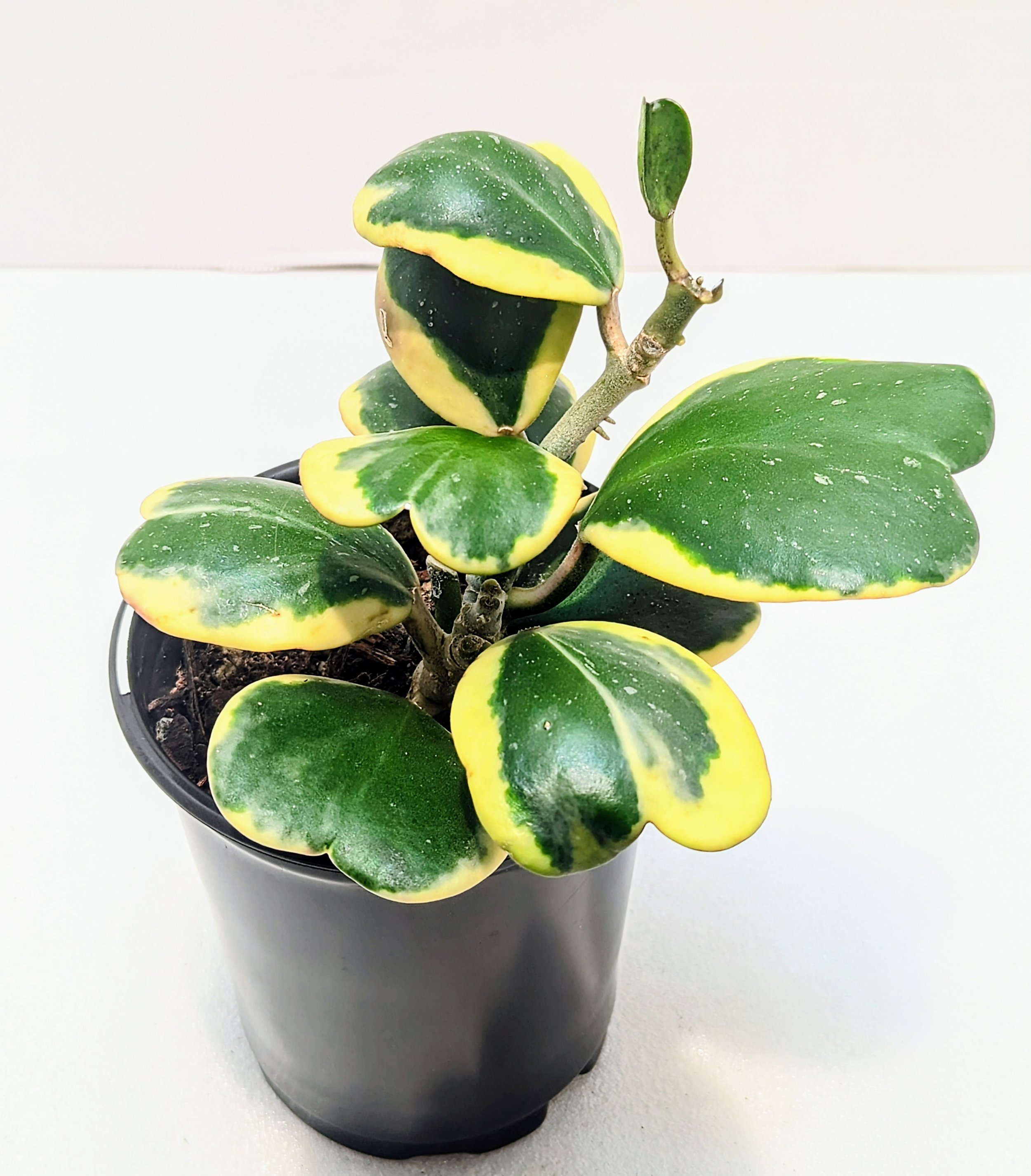 Hoya kerrii Variegated has thick, heart-shaped leaves with a wide cream border. This Hoya grows slowly and can be shaped to wrap around a trellis or trained to climb.