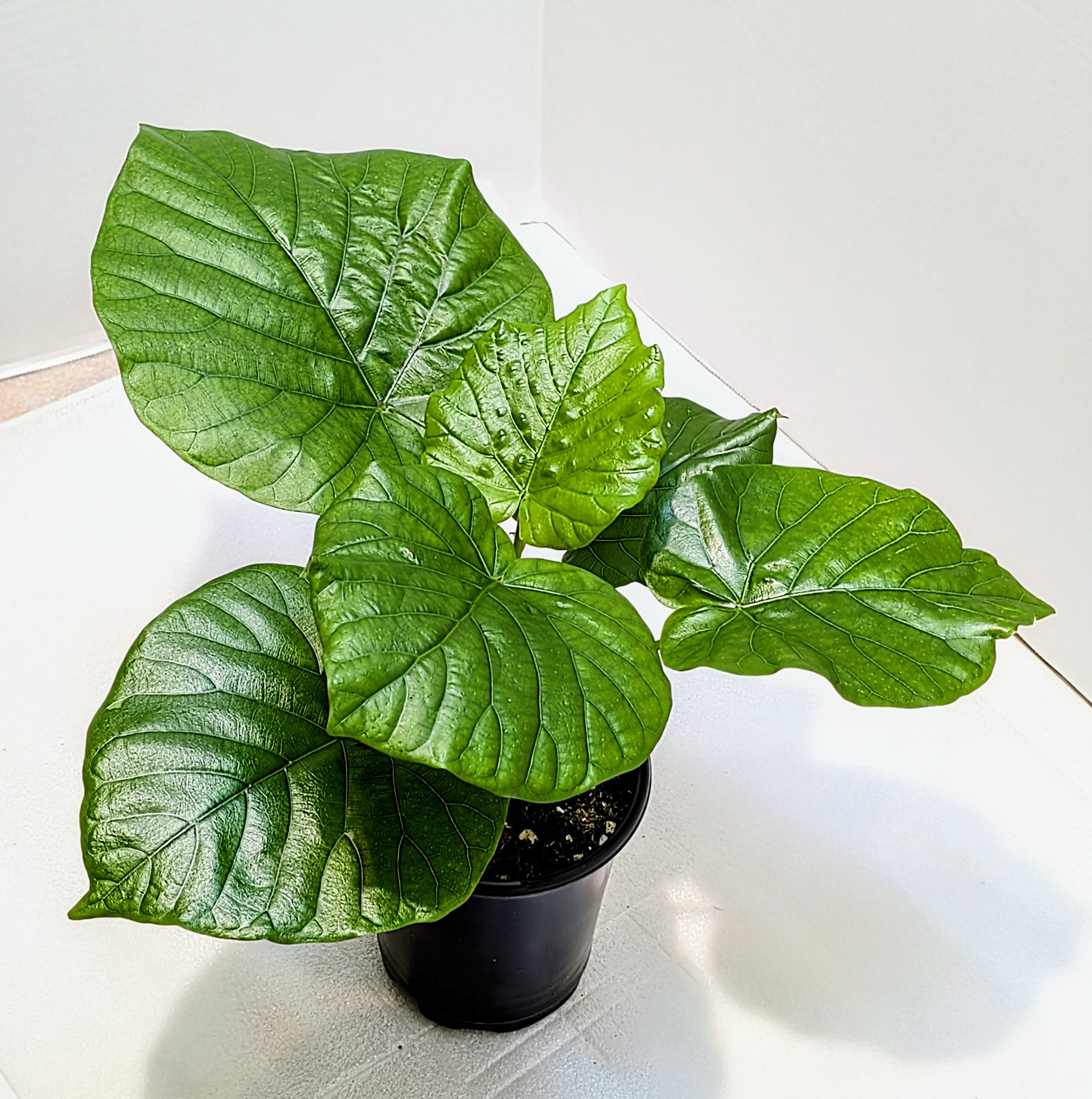 The Umbrella Fig, is named for its stunning, juicy, giant heart-shaped leaves. Grows up to 4 feet tall and wide indoors.