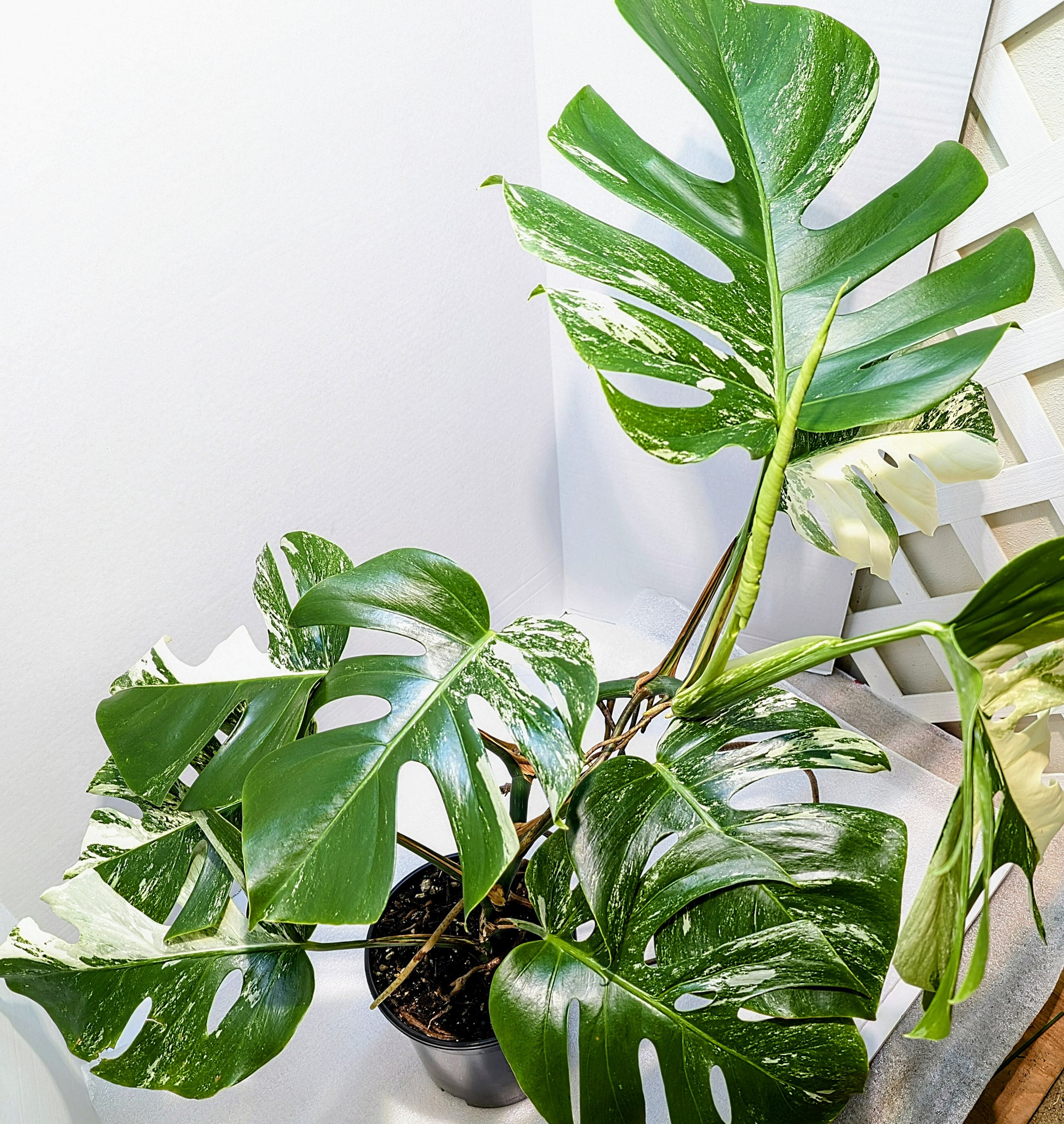 This Monstera deliciosa Albo-Variegata Large Form comes from an extraordinary 20-plus-year-old plant. It will ramble and reach its woody roots in search of an anchor. It's a giant plant!