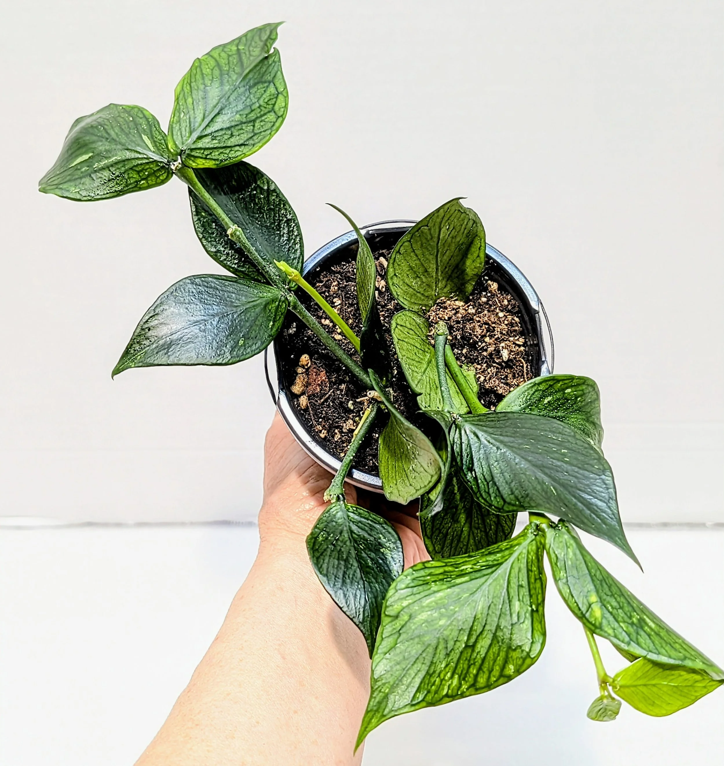 Hoya polyneura, known as the Fishtail Hoya, is admired for its striking, veined foliage and elegant trailing habit.