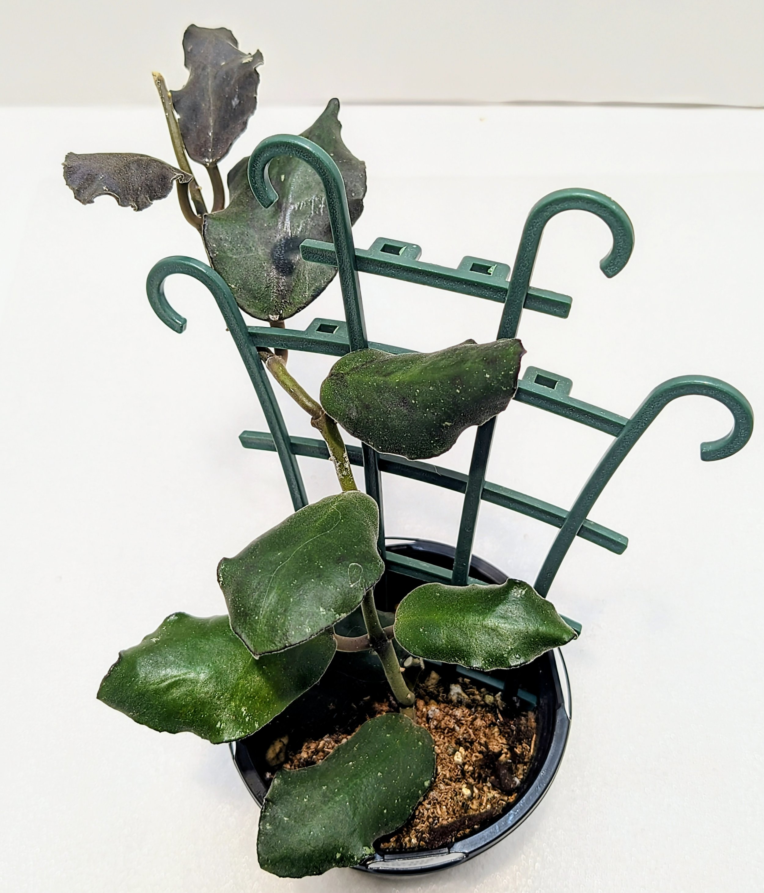 Hoya waymaniae has Thick, wavy leaves take on a reddish hue under bright light. A medium rate grower, Hoya waymaniae matures in 2 to 3 years