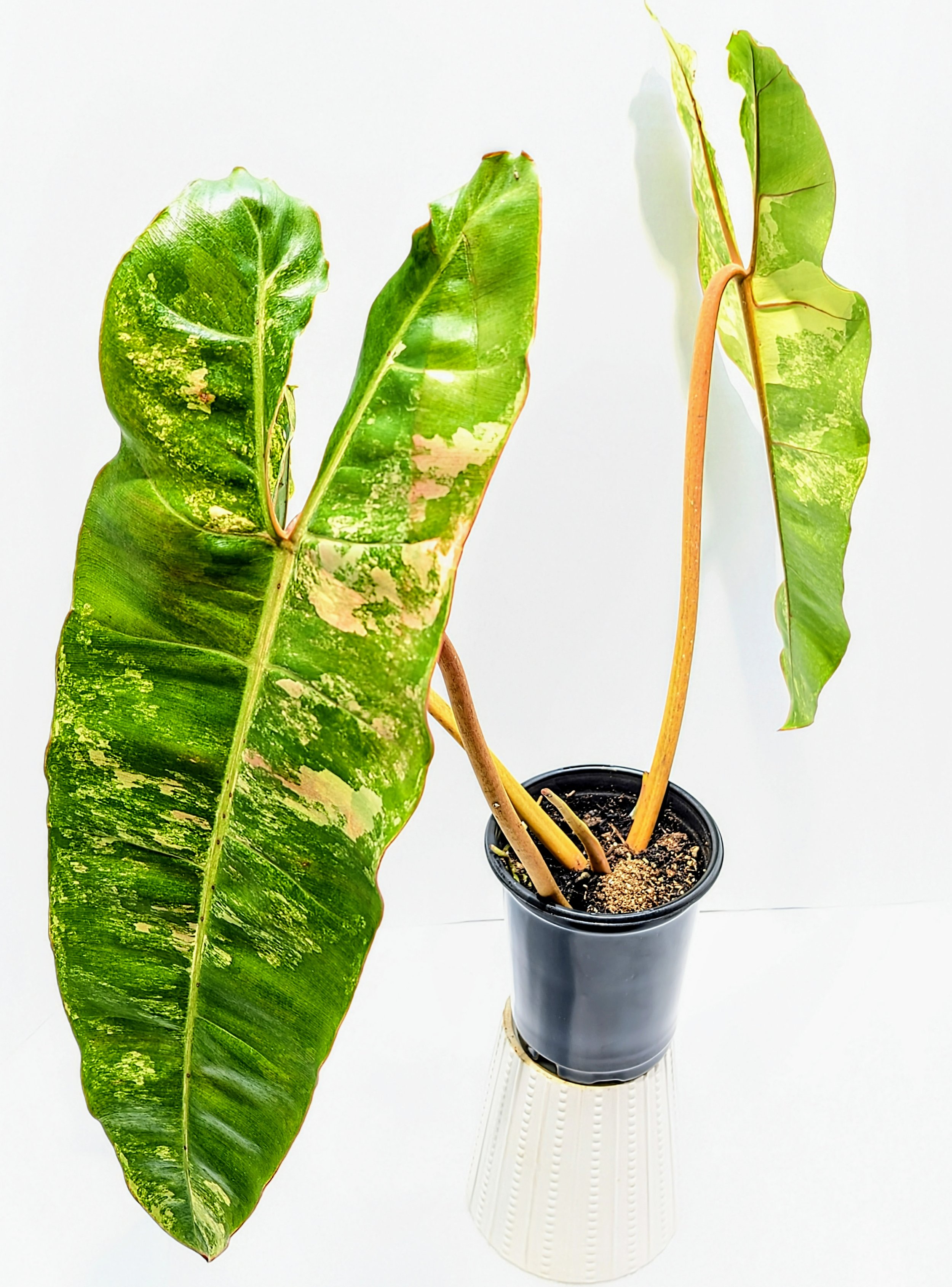 Philodendron billietiae Variegated has long, strap-like leaves are streaked, dappled and patterned with yellow, cream and greens. Amazing spectacle.