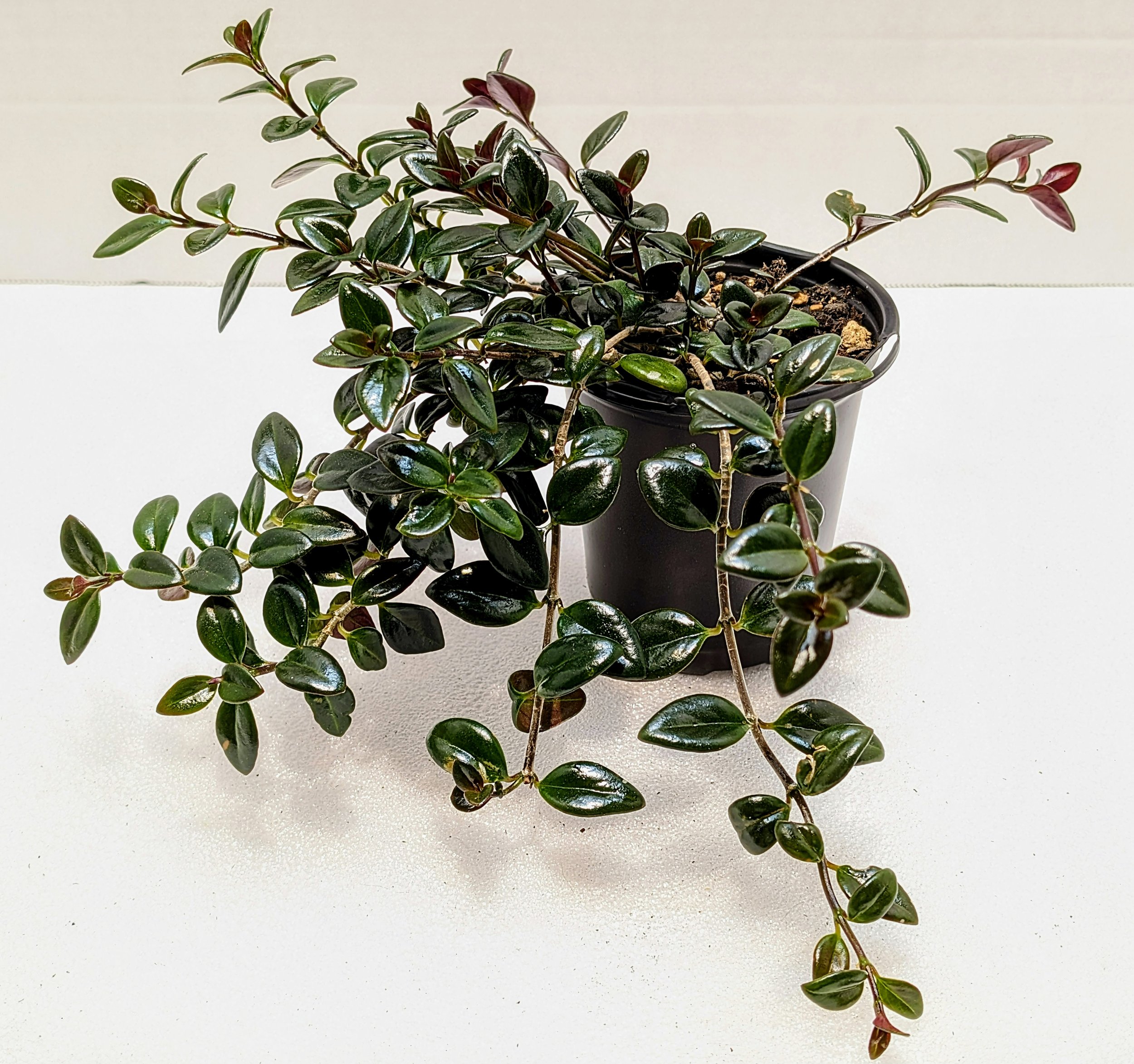 Nematanthus hybrid 'Christmas Holly is the perfect candidate for a hanging basket! Orange little goldfish flowers appear in fall and winter.