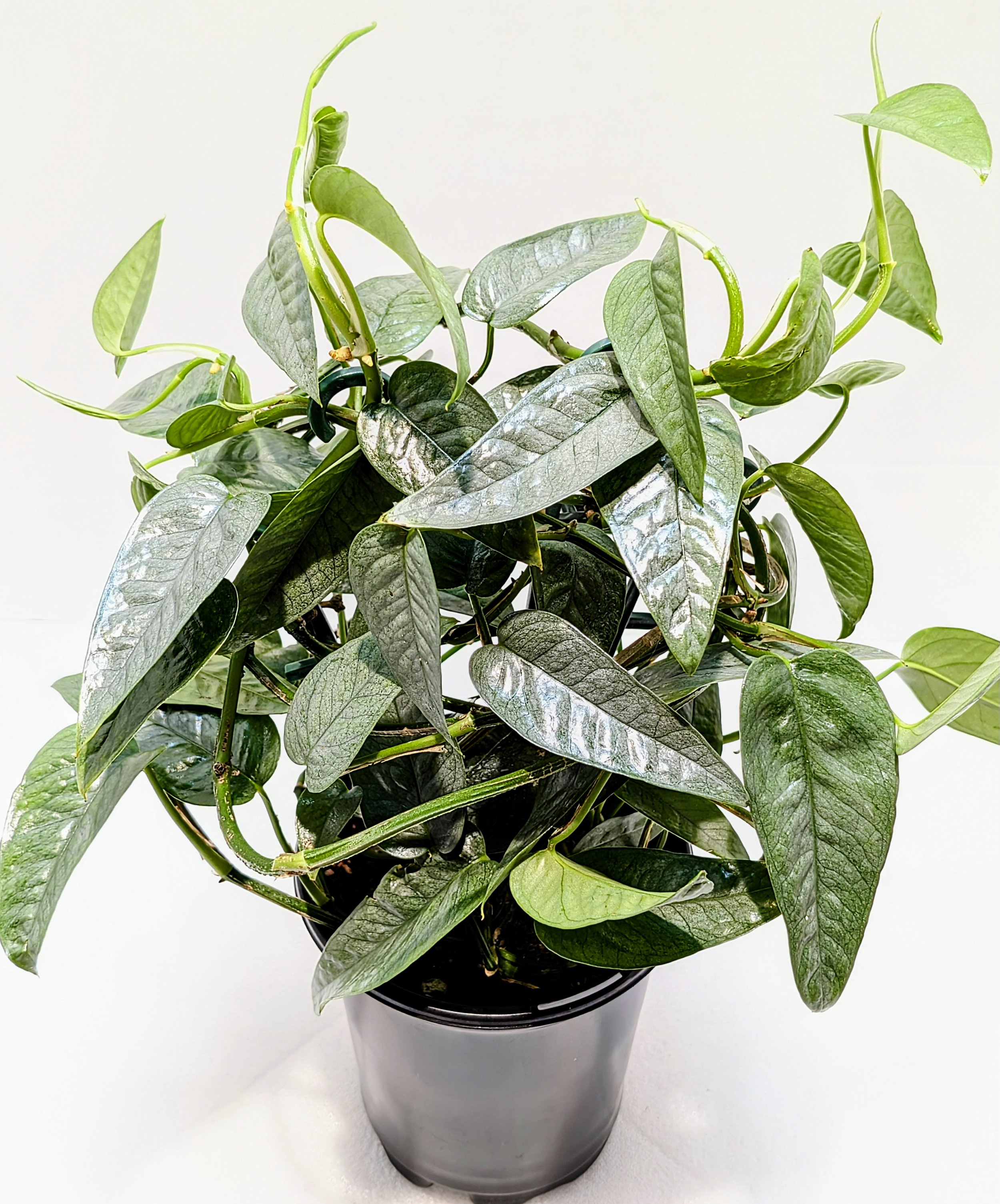 Epipremnum pinnatum Cebu Blue is the juvenile form of this species with sharply pointed leaves and an icy, silver-blue color. Train this plant to a moss pole or trellis