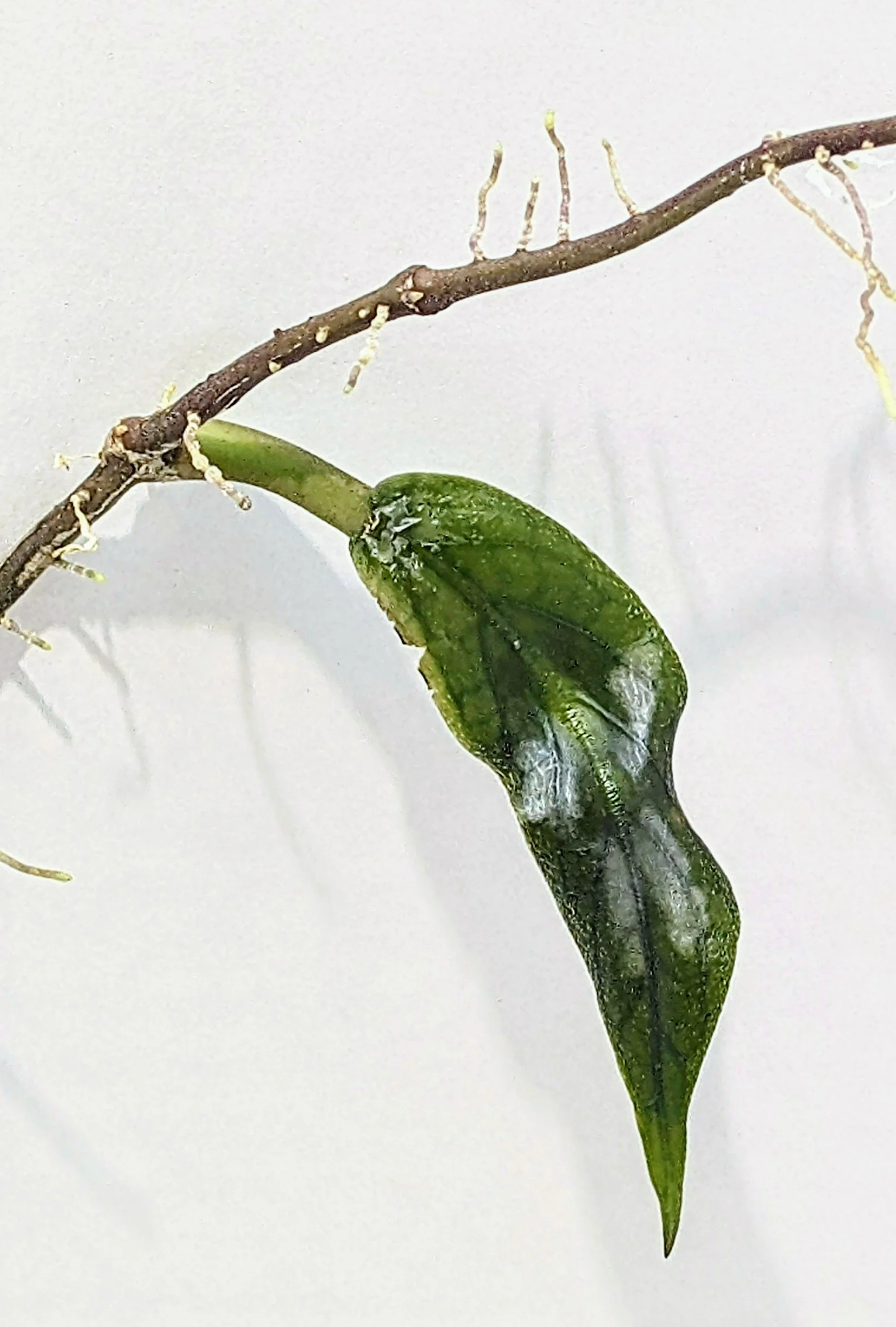 Hoya vitellinoides, a stunning species known for its velvety foliage, vibrant veining, and vigorous climbing habit.