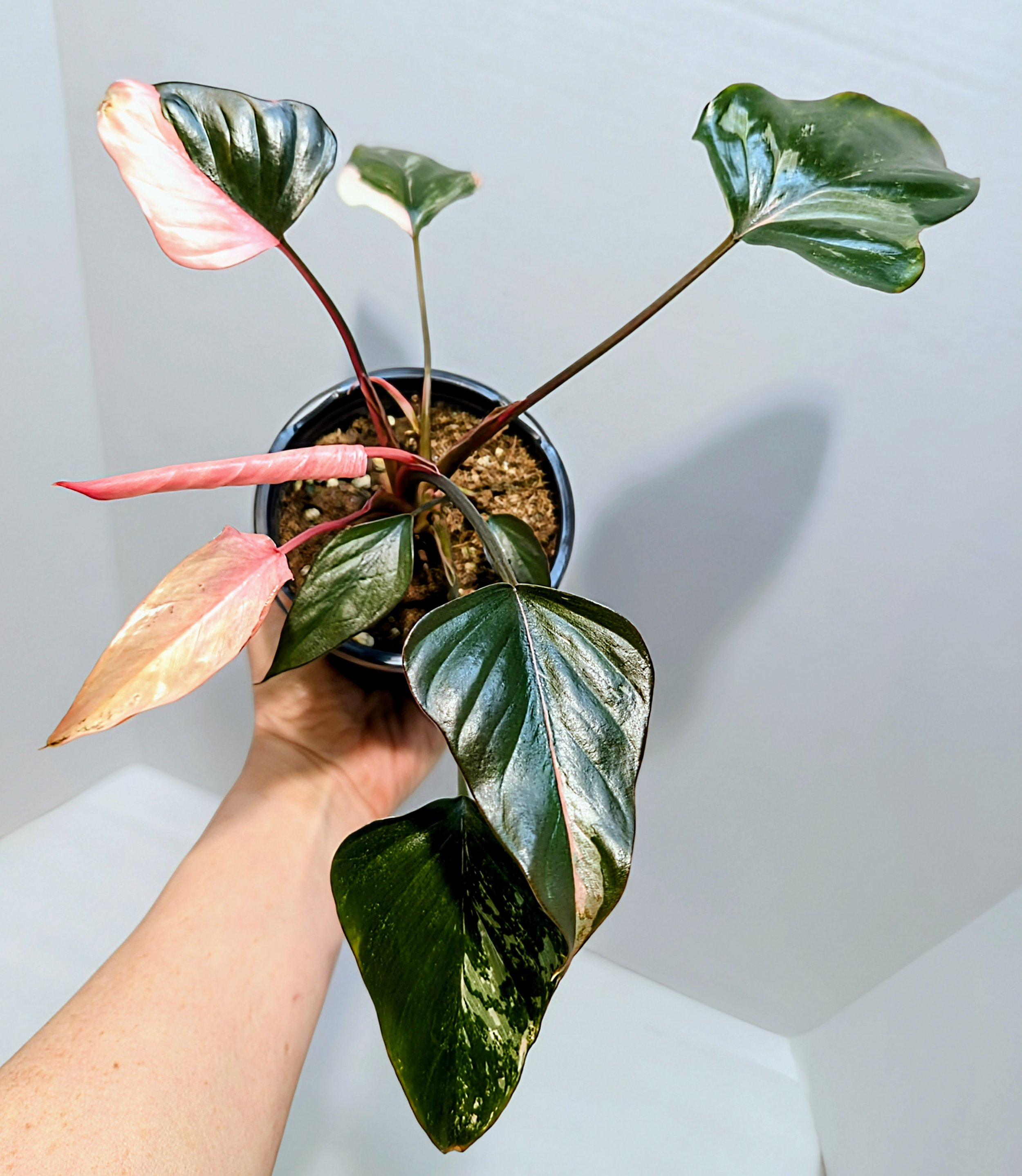 Homalomena Pink Diamond is easy to care for, similar to an Alocasia—Grown for its attractive leaves, unfurl in mesmerizing pink, green, and white patterns.
