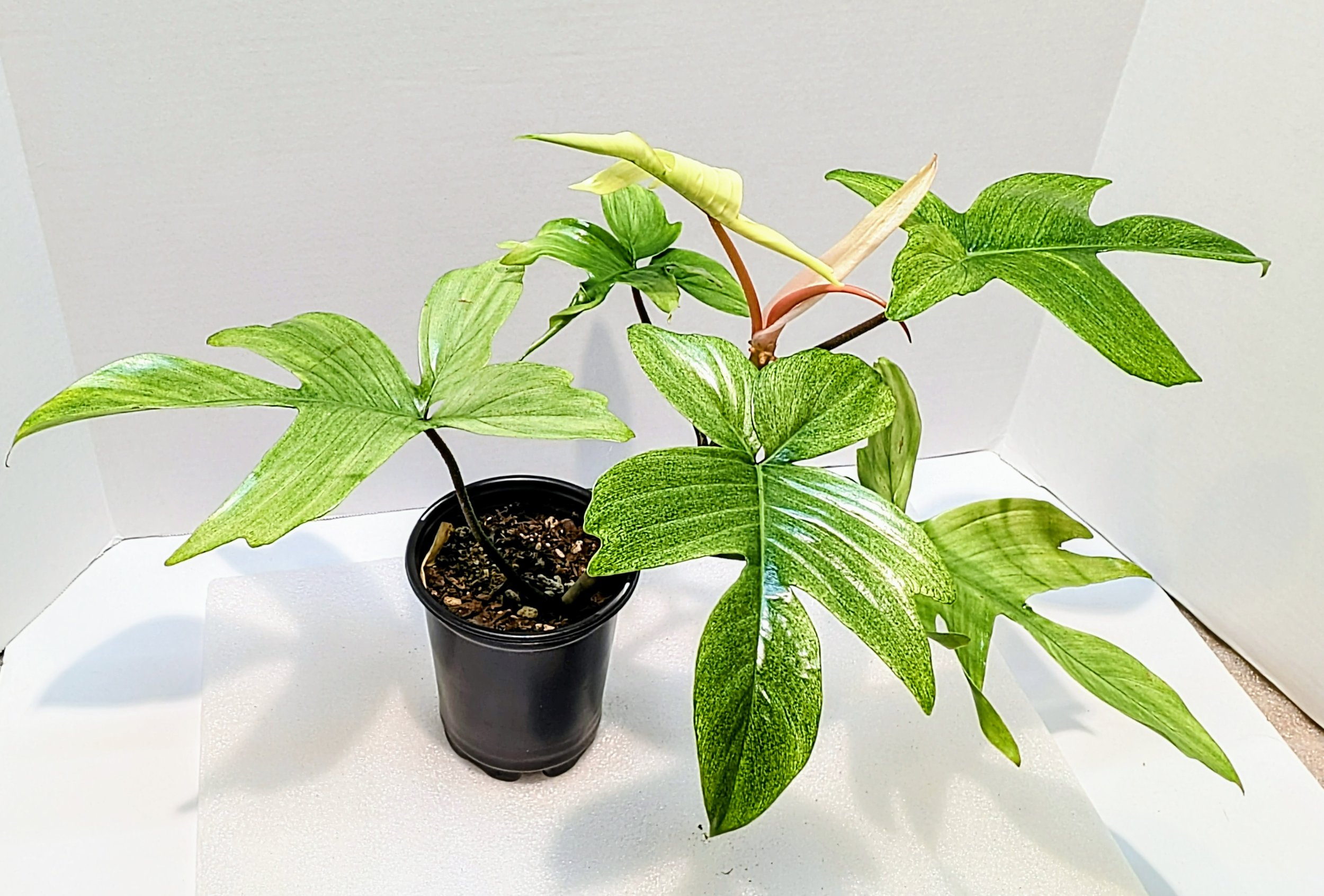 Philodendron Florida Ghost Mint has immature leaves that unfurl, to reveal a ghost white coloring with a striking red petiole holding it up.