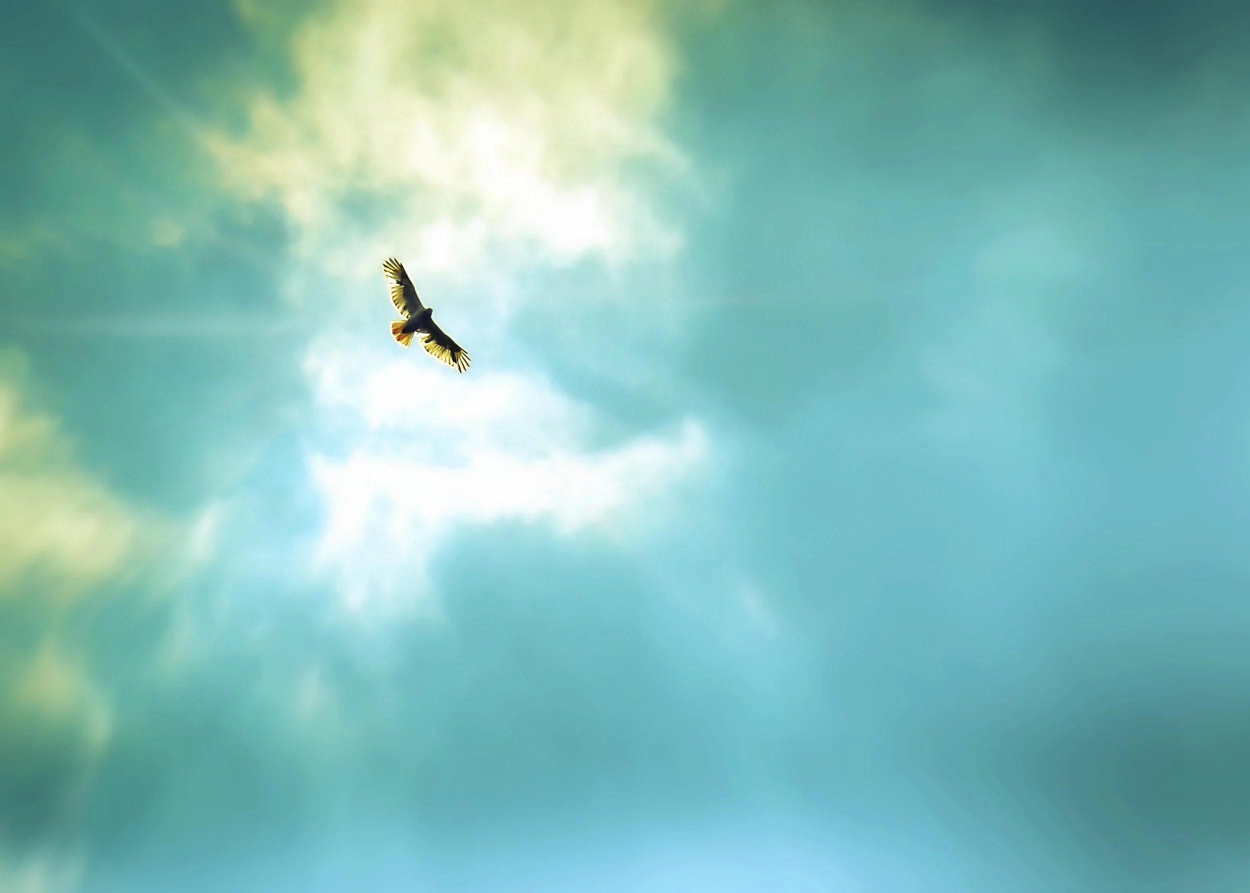 SOAR single hawk photo.jpg