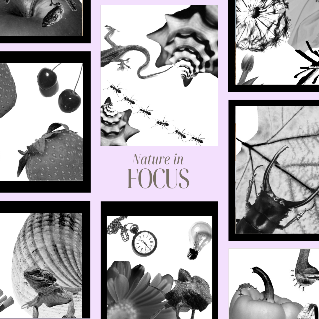 FOCUS.png