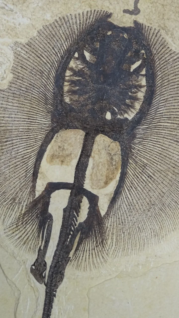 Premium Products — Ulrich's Fossil Gallery