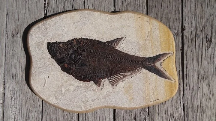 D 14188.1785 (3).JPG