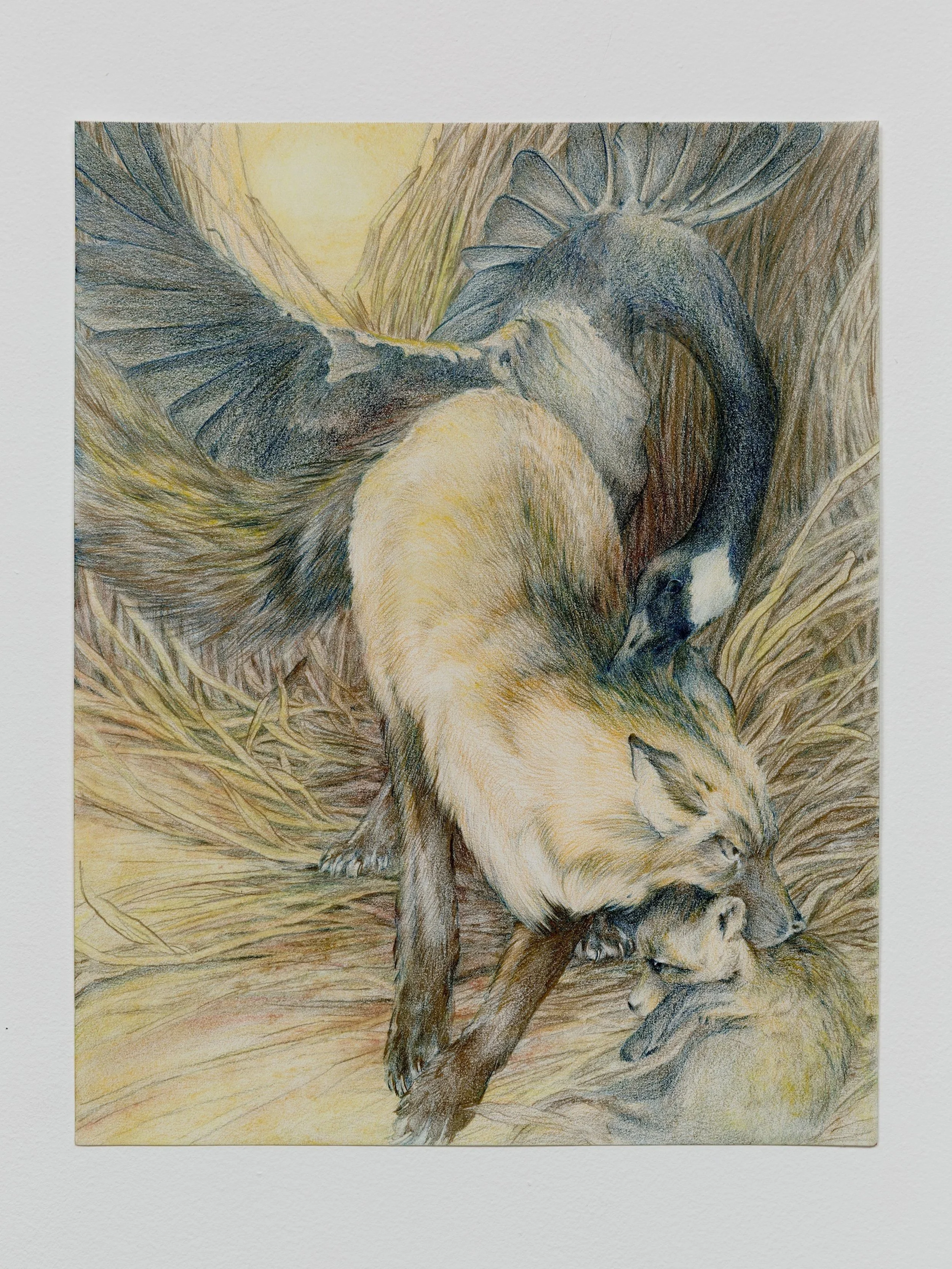 Love Bites   2025 | Colored pencil on paper  
14x11"