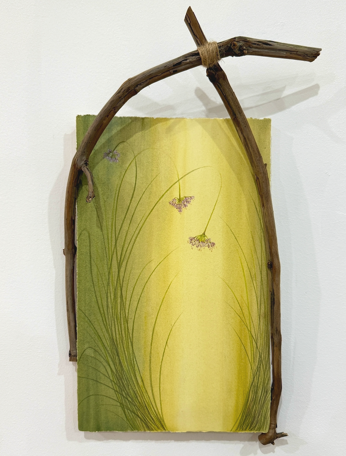 Nodding Onion   2026 | Watercolor and colored pencil on paper  
13x8"