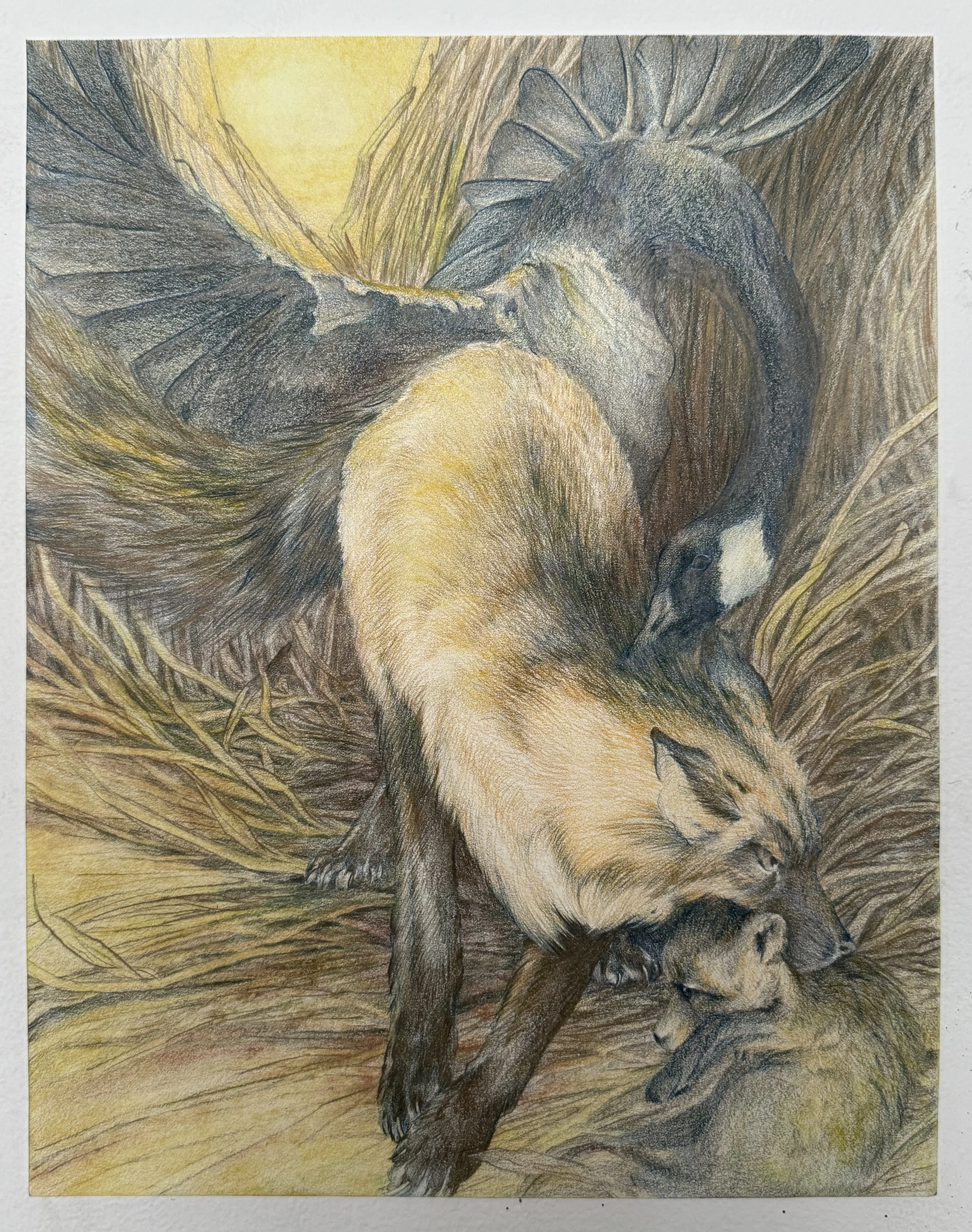 Love Bite   2025 | Colored pencil on paper  
14x11"