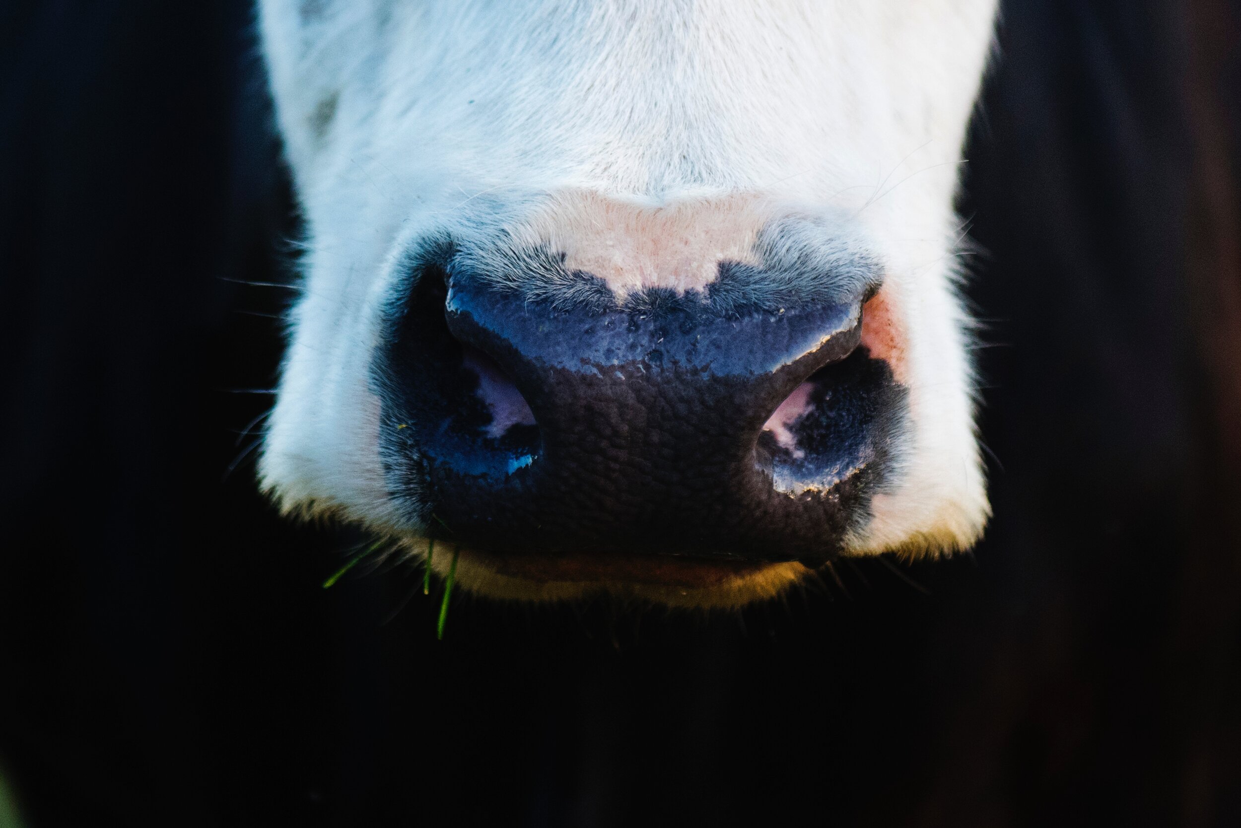 animal-close-up-cow-735969.jpg
