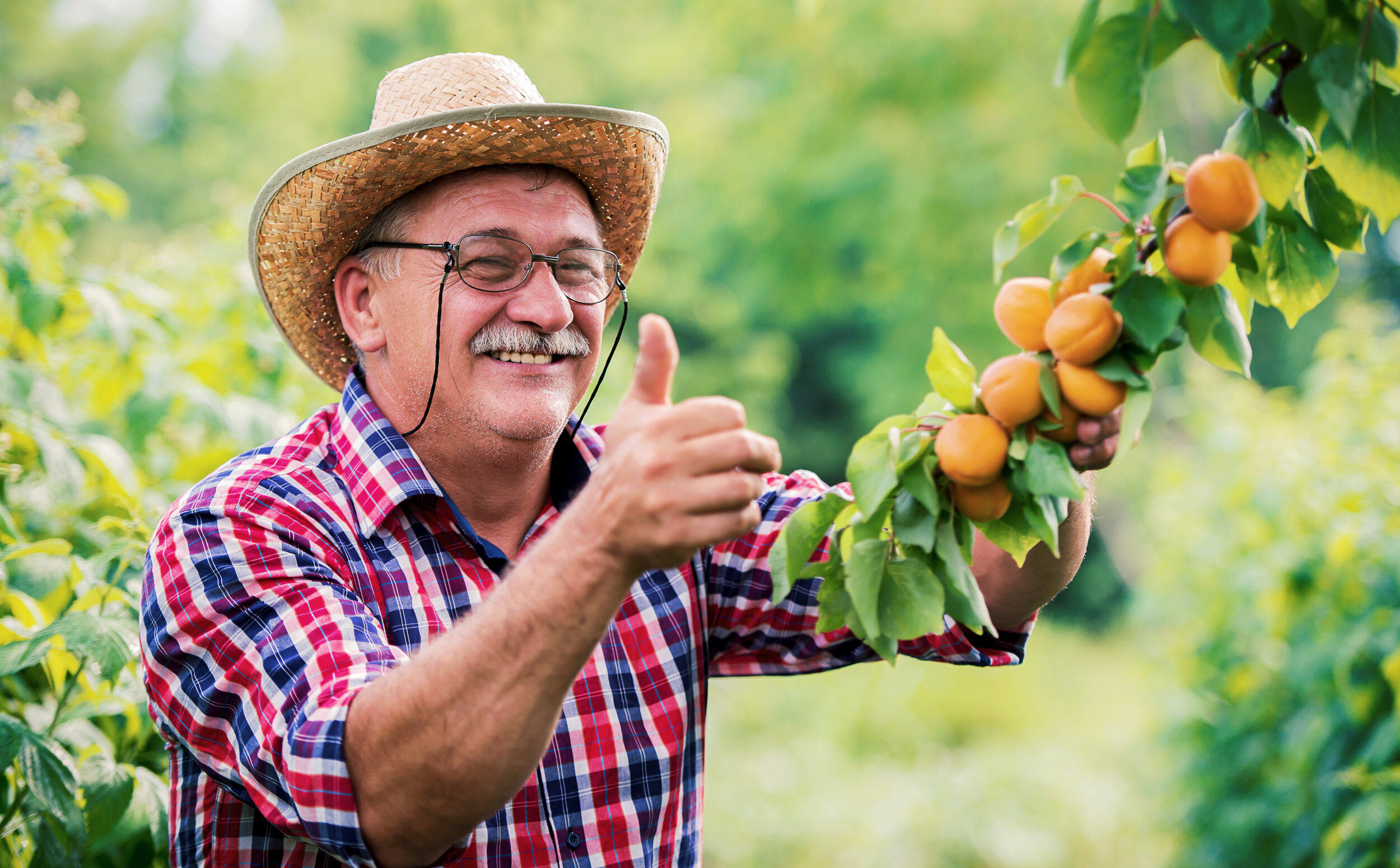 farmer_apricots2.jpeg