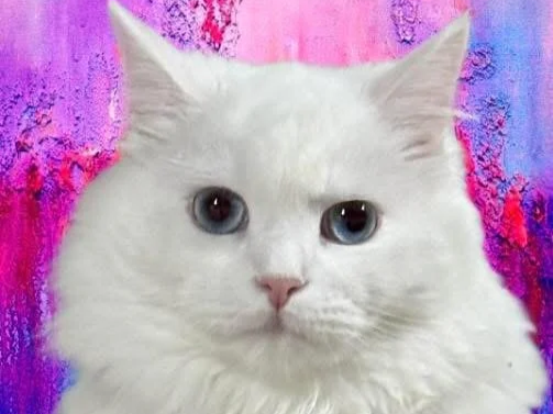 IMG_4374.png