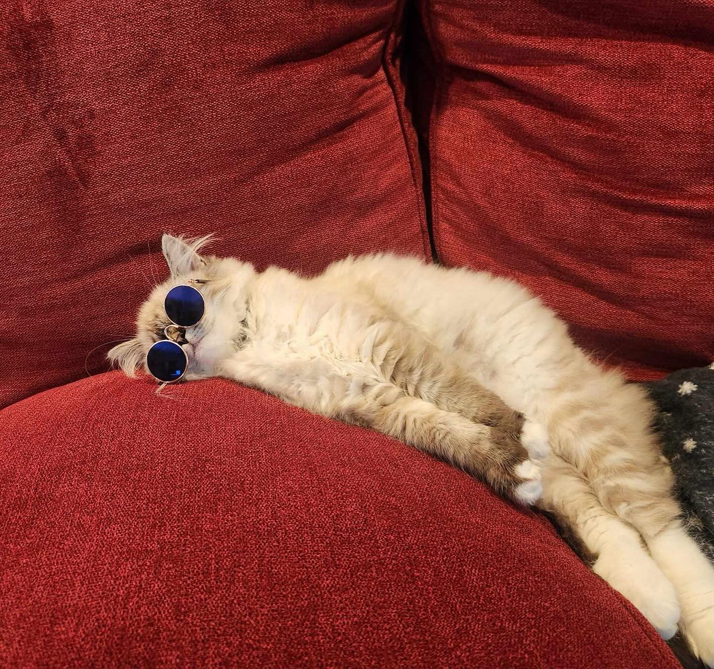 cat2.jpg