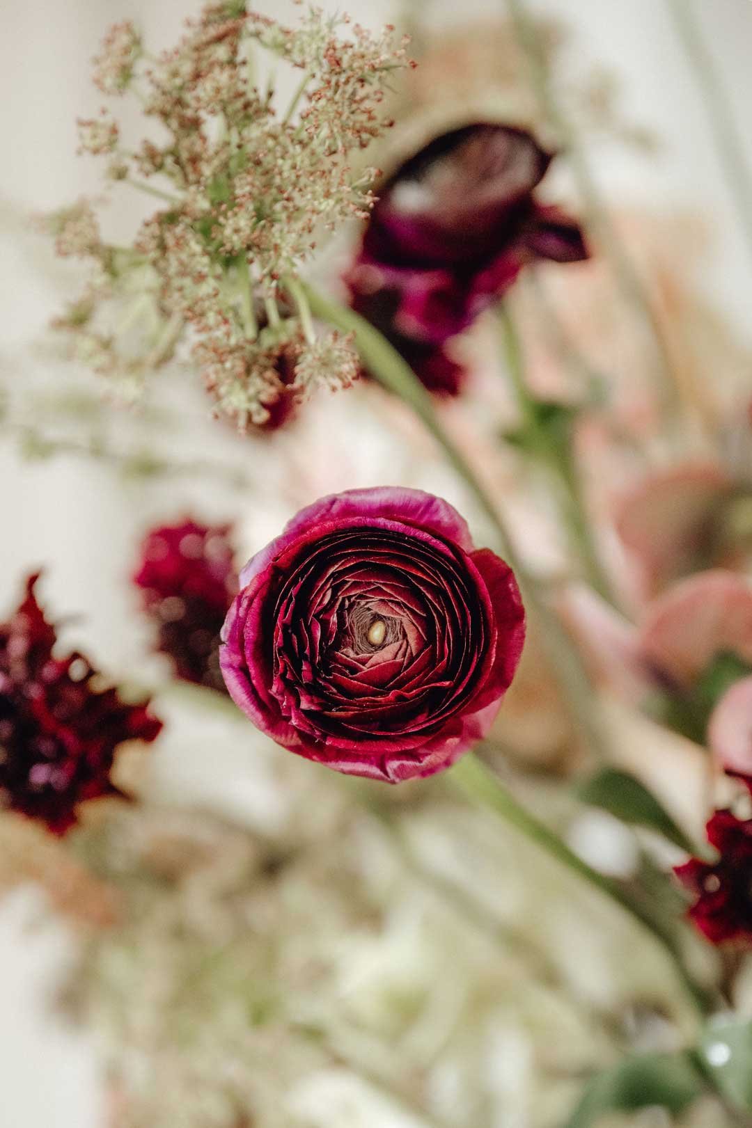 Close-up of a deep red ranunculus flower with layered petals, surrounded by blurred flowers and greenery.
