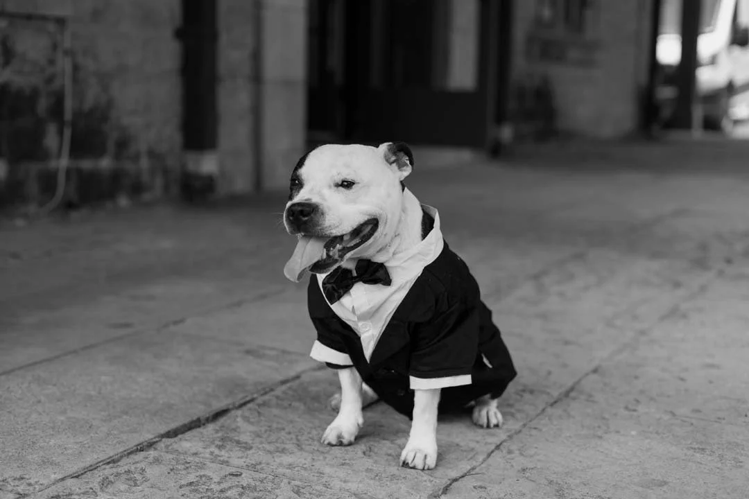 A dog dressed in a tuxedo sitting on a city sidewalk in black and white.