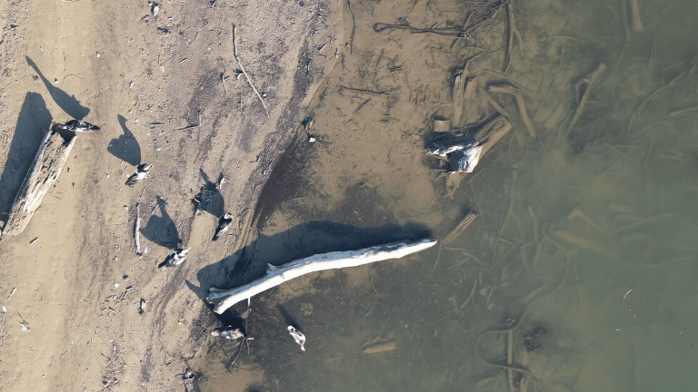 michael-sanchez-drone-ducks.gif
