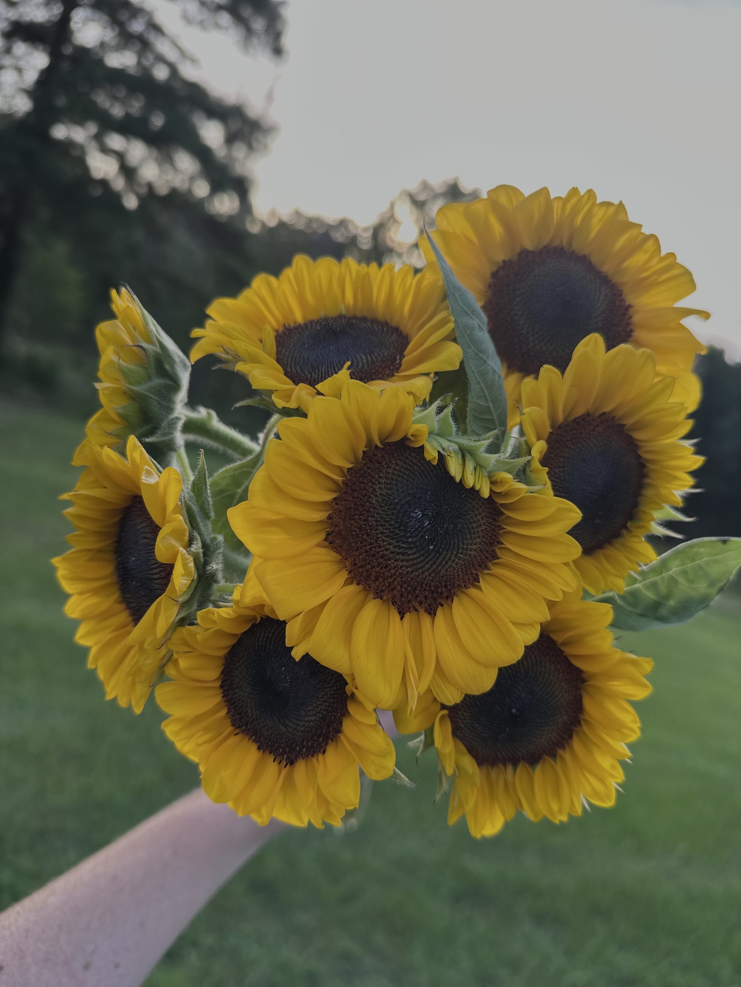 Sunflower bunch- Pre-order
