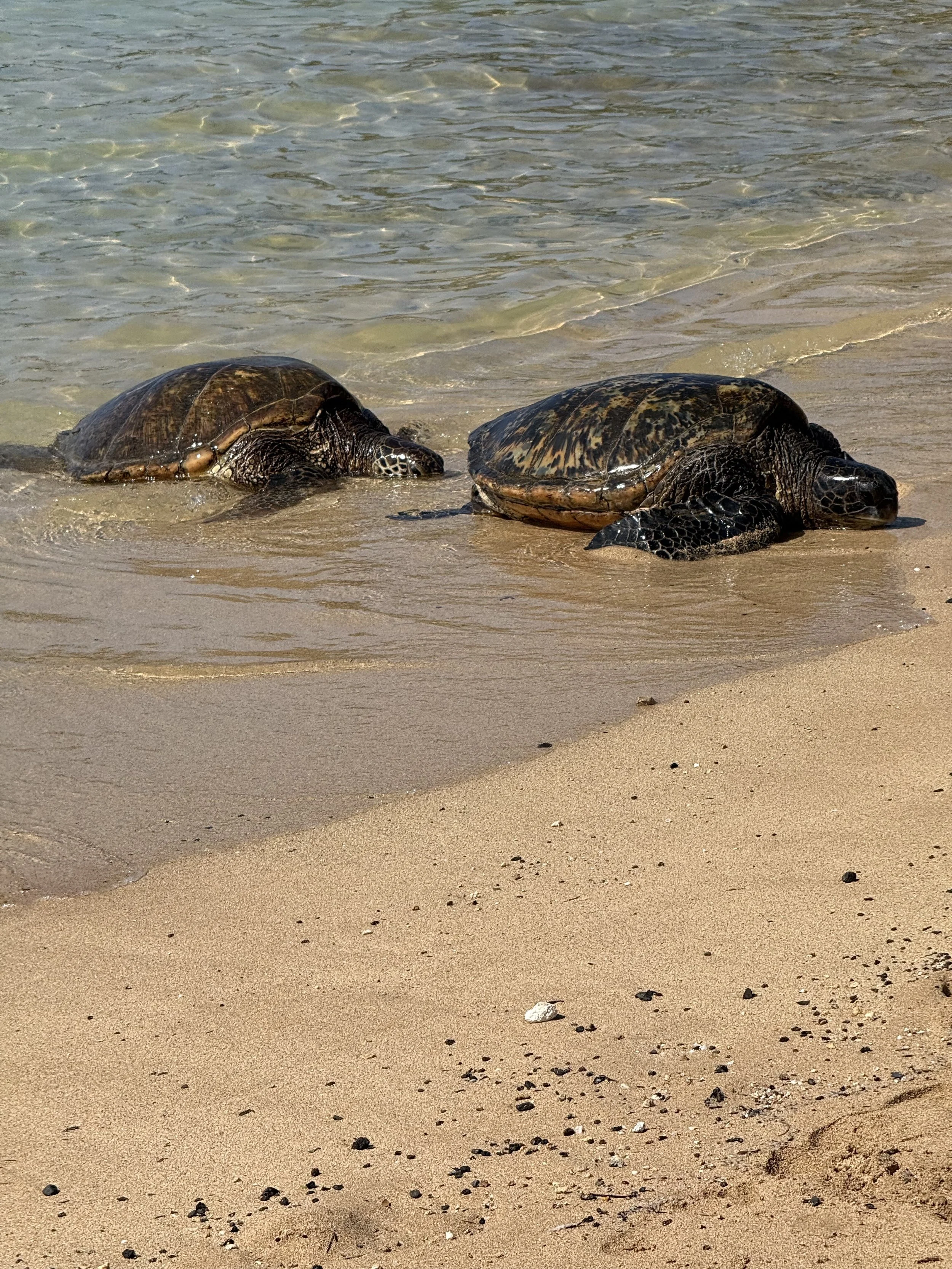 Sea Turtle Life