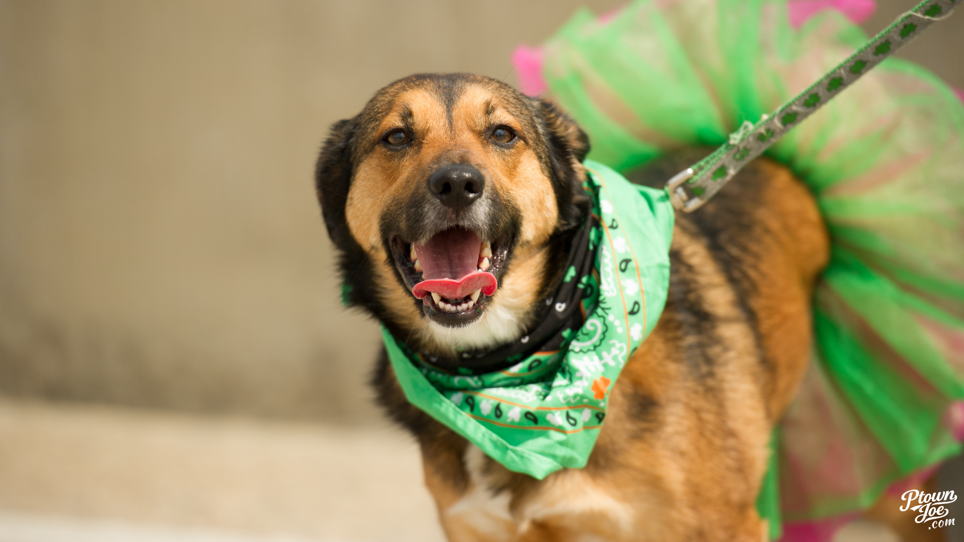 Pet Appreciation Weekend: Blessing, Parade &amp; T-dance!