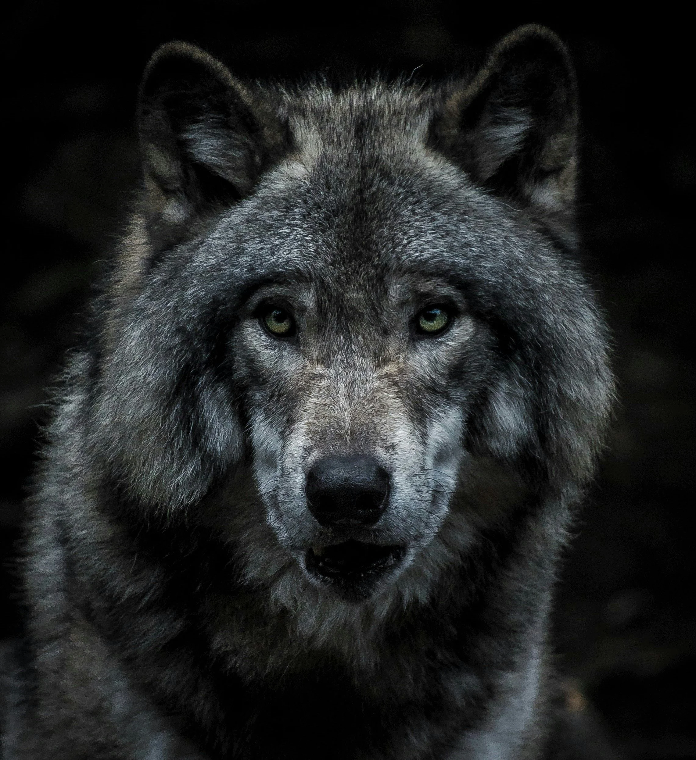 Close-up of a wolf with intense green eyes, dark fur, and a thick coat, against a dark background.