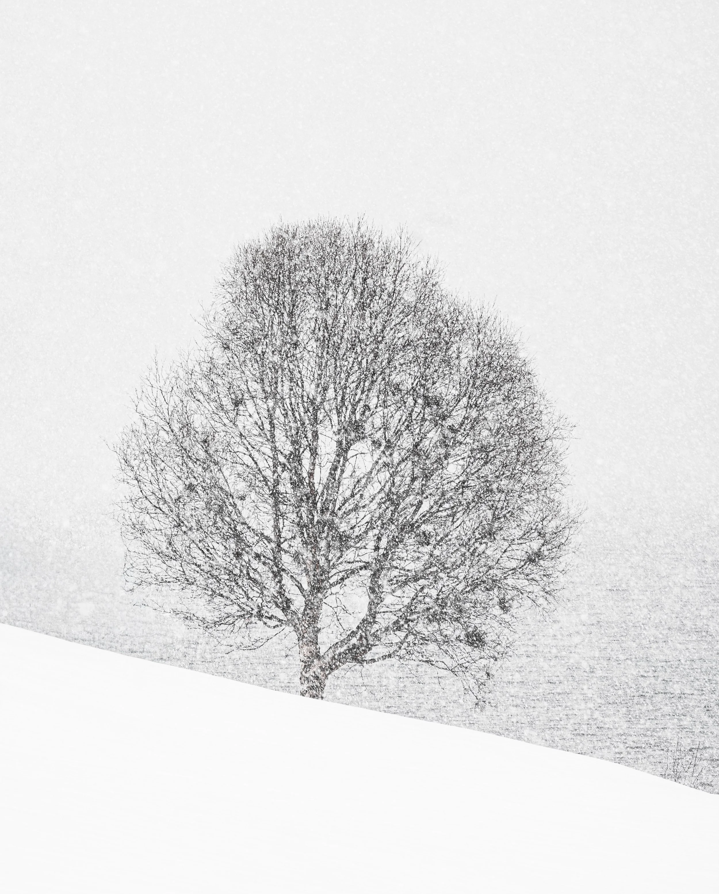 Jim Pettersen Media-05906.png